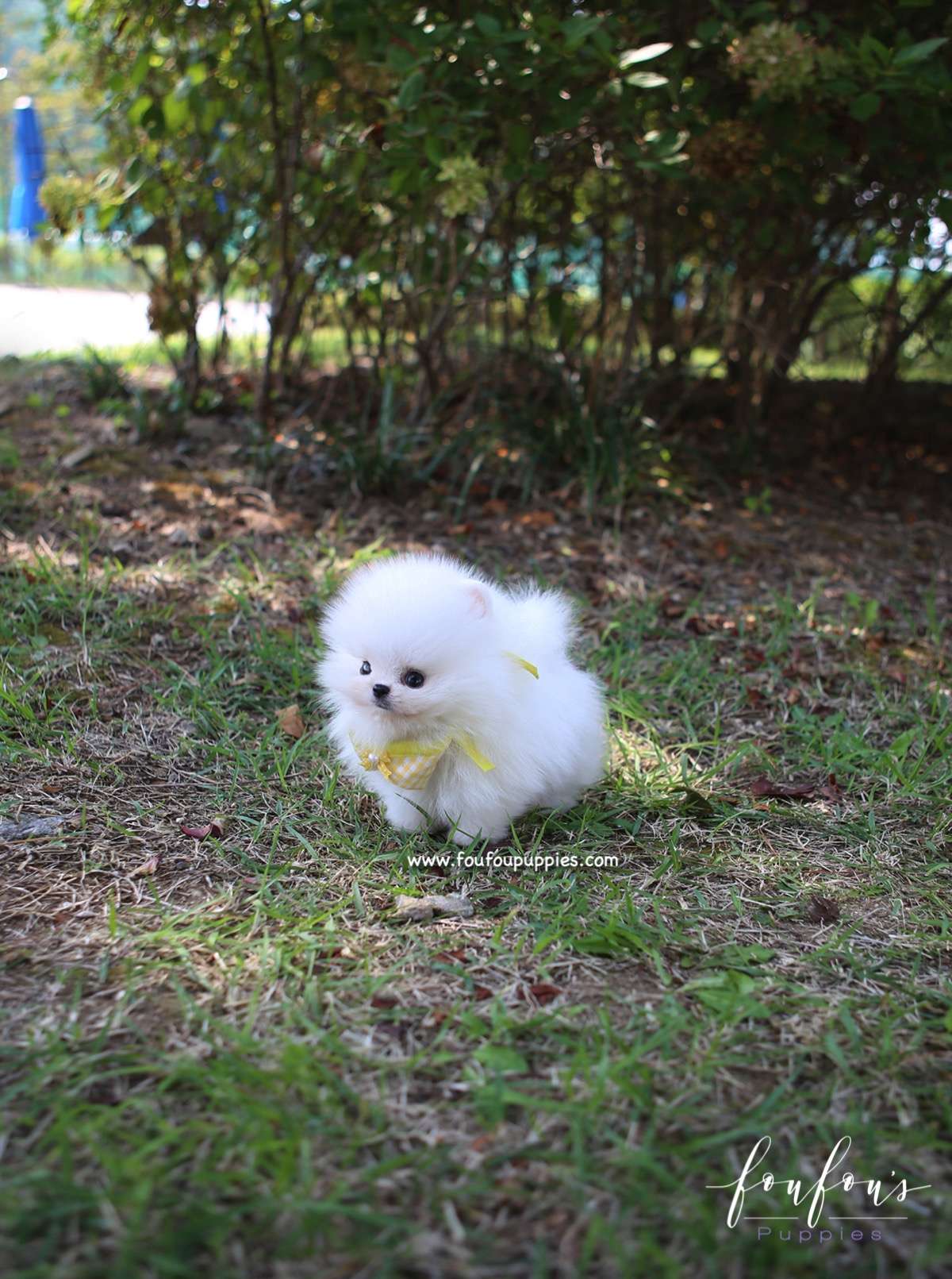 Mickey Blue - Pomeranian M.