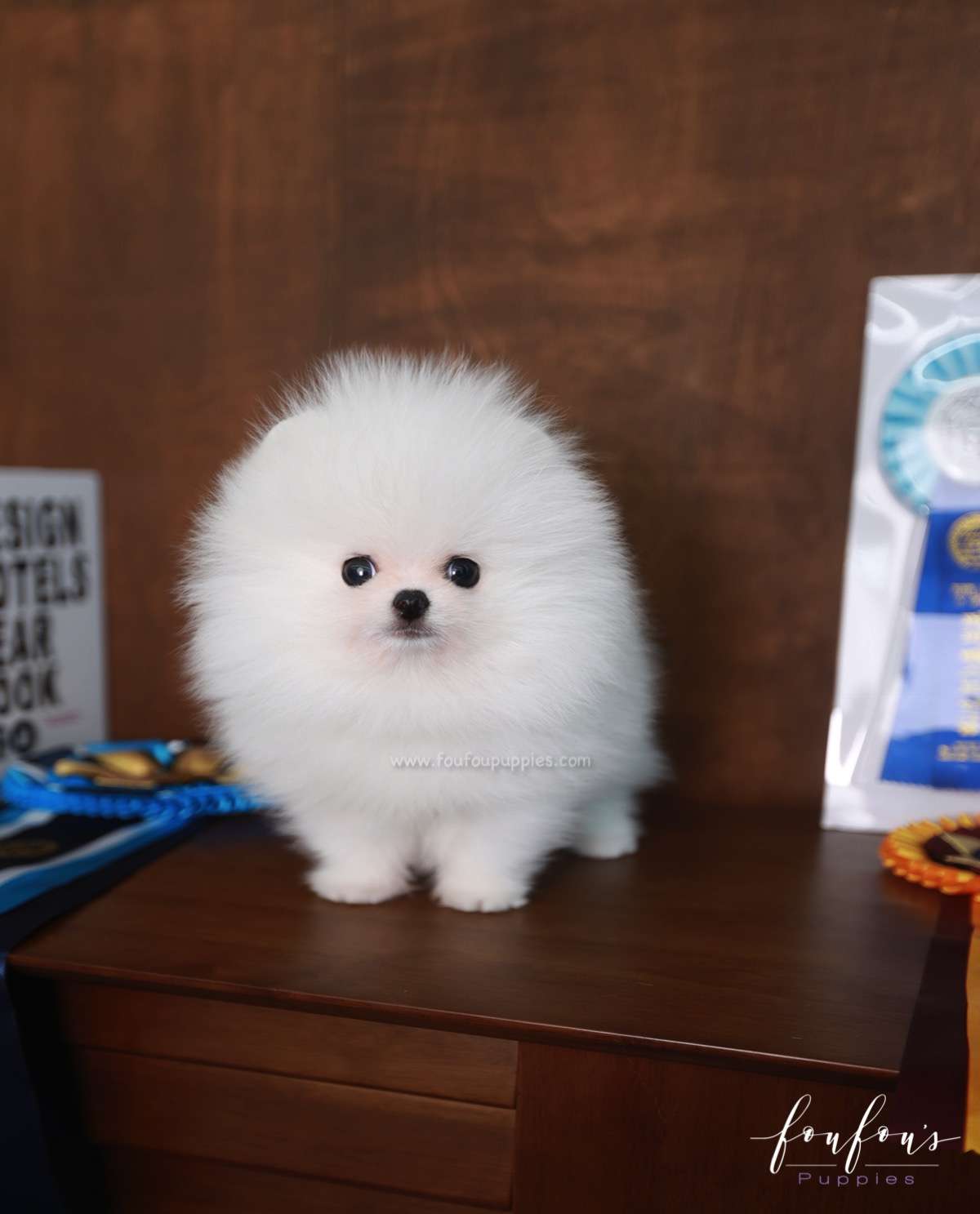 Gunther - Pomeranian M.