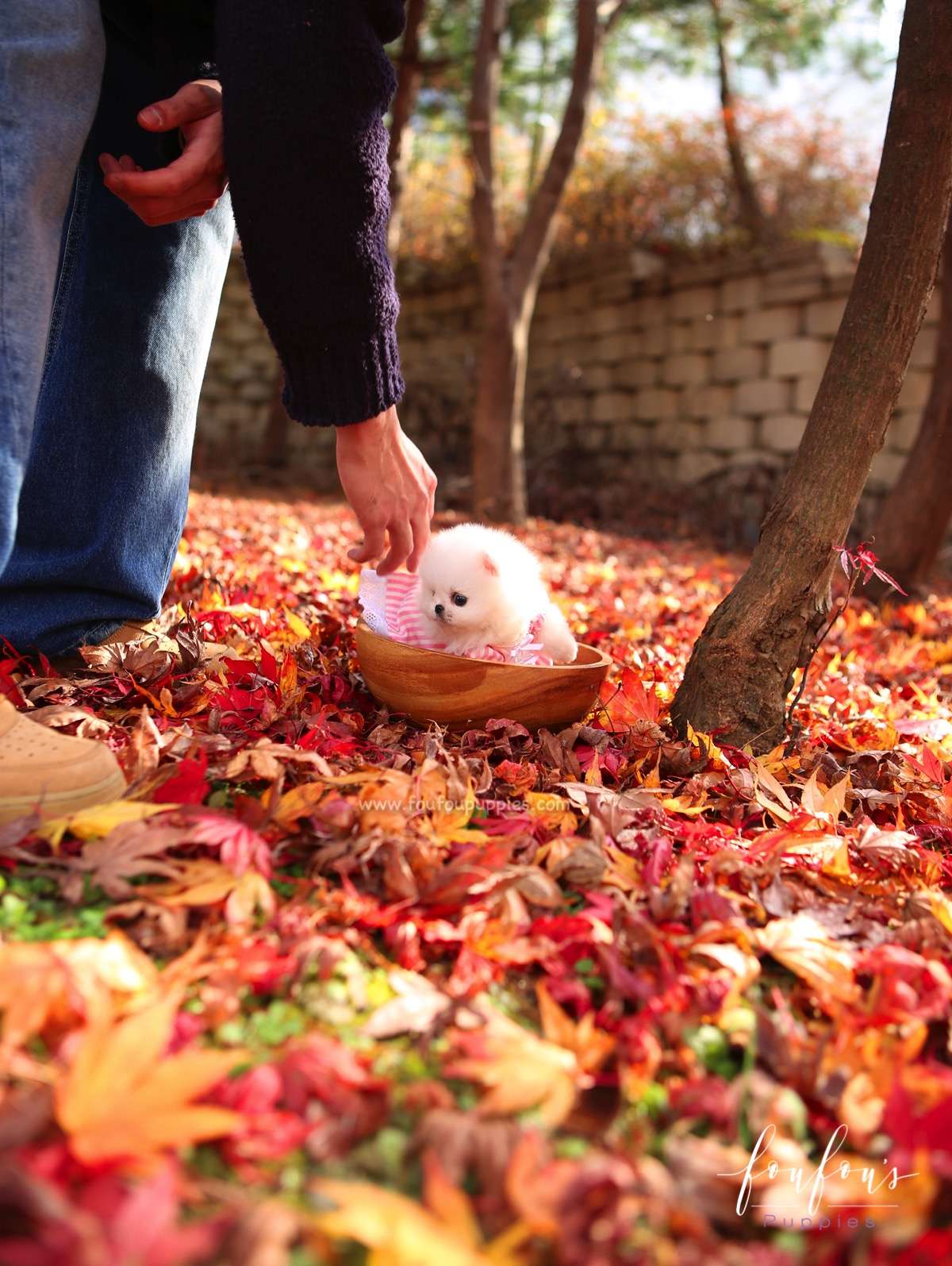 Aspen - Pomeranian F.