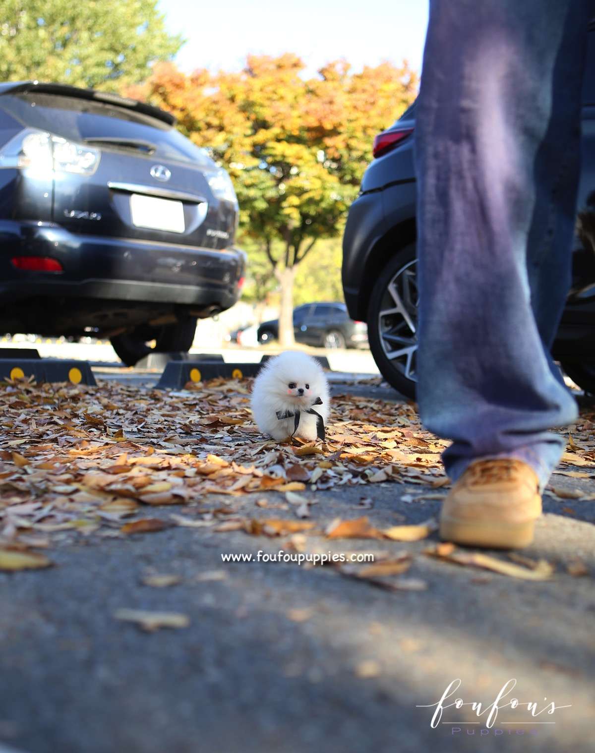 Joji - Pomeranian M.