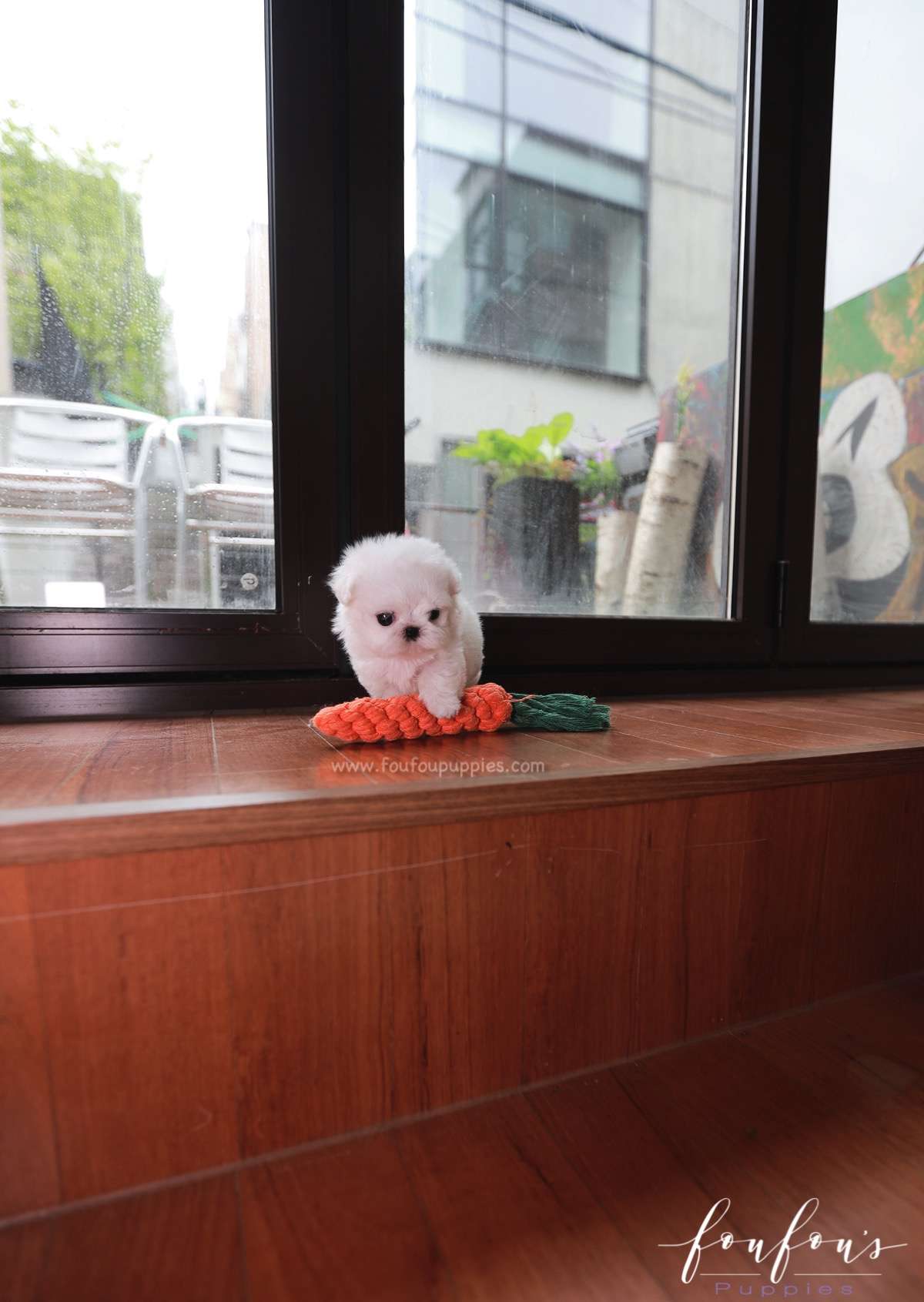 Valentina - Maltese F.