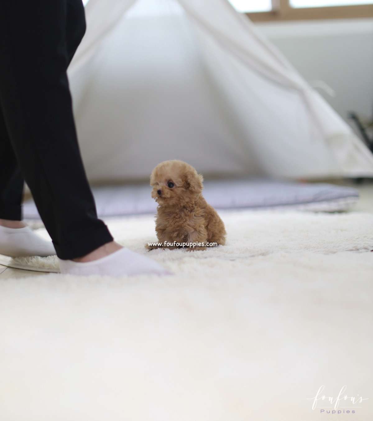 Tiamo - Poodle M.