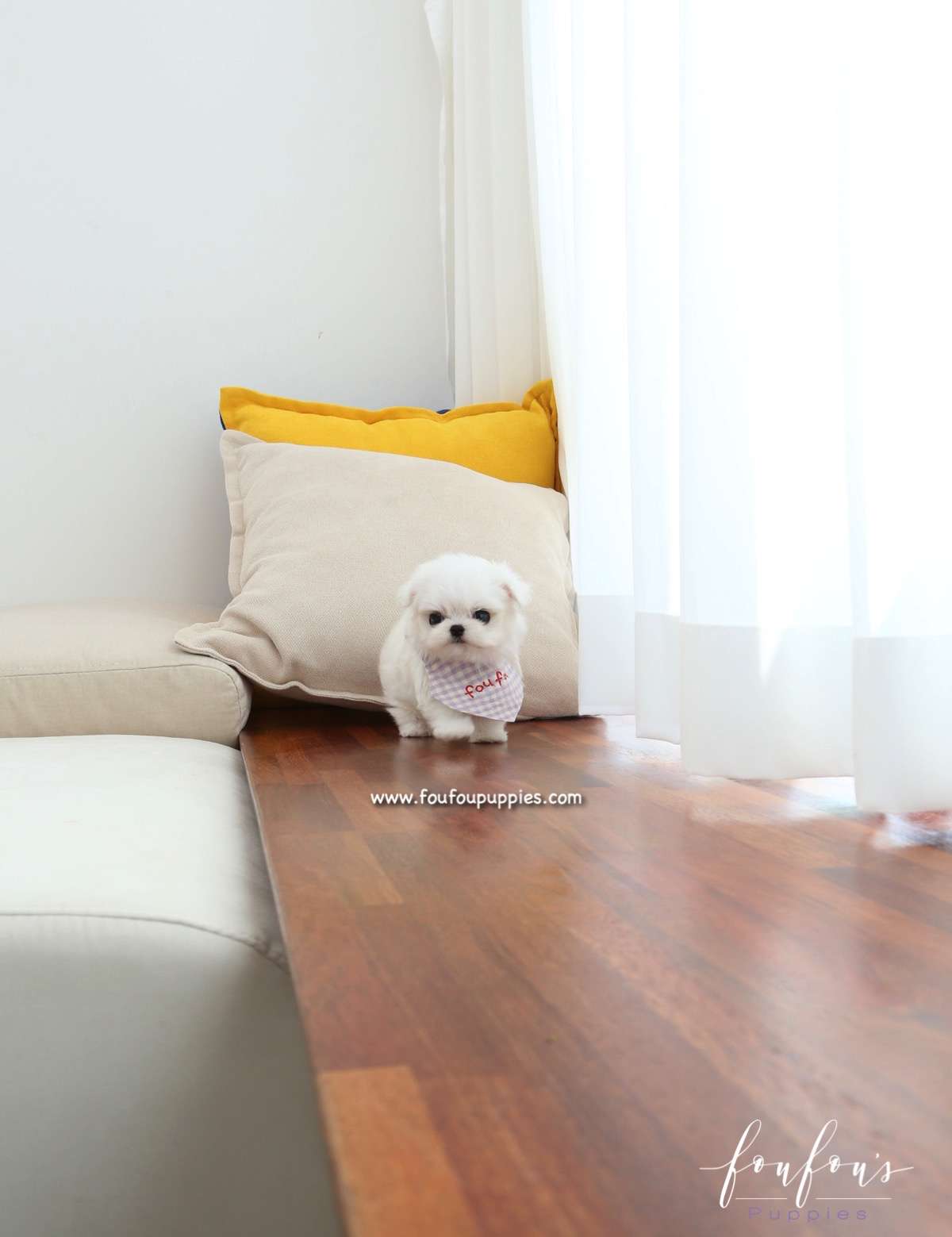 Milan - Maltese M.