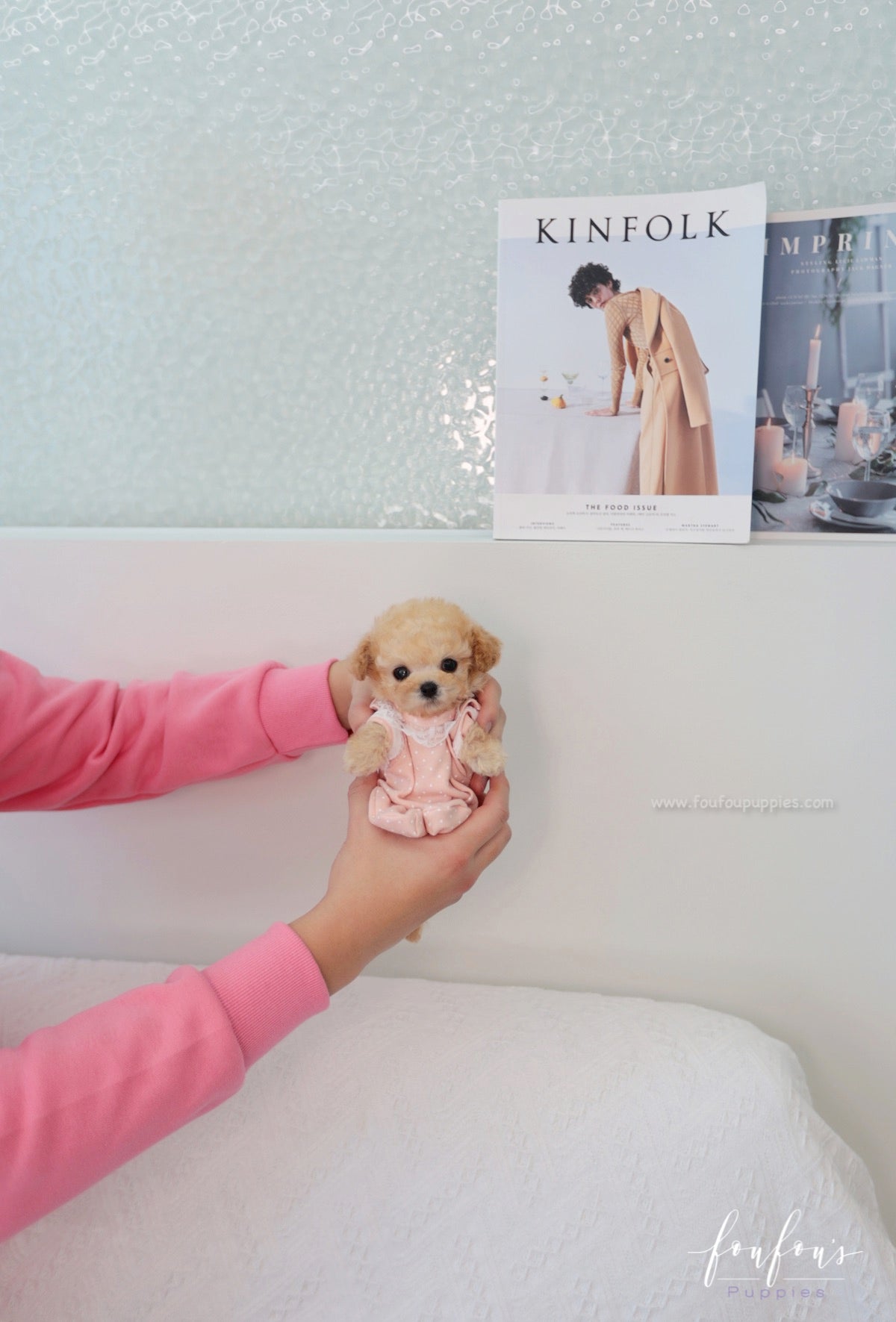 Beau - Poodle M.