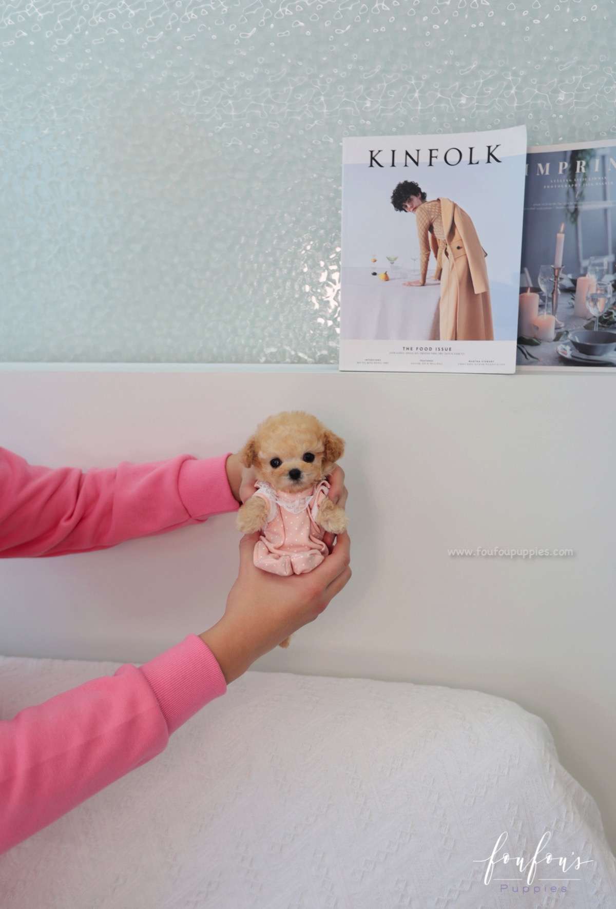 Beau - Poodle M.