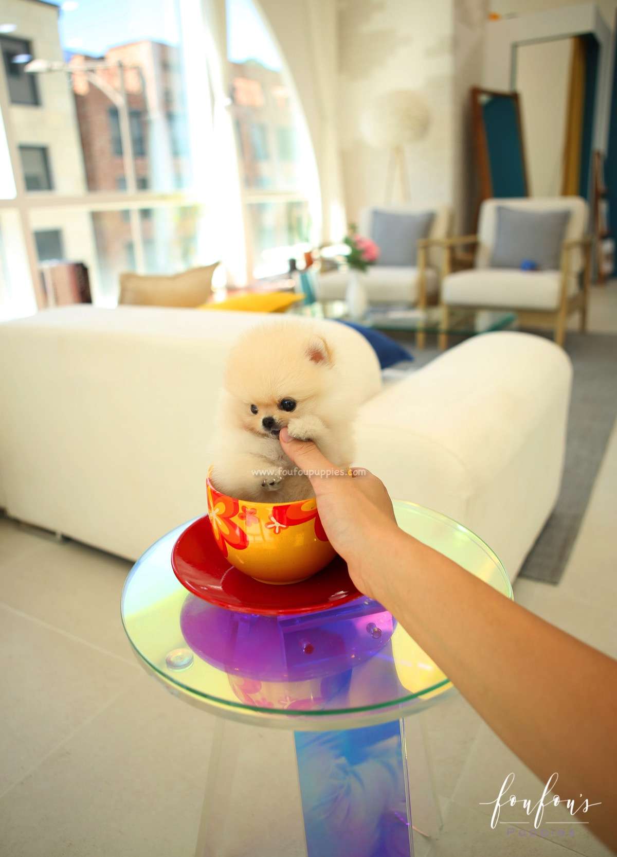 Capone - Pomeranian M.