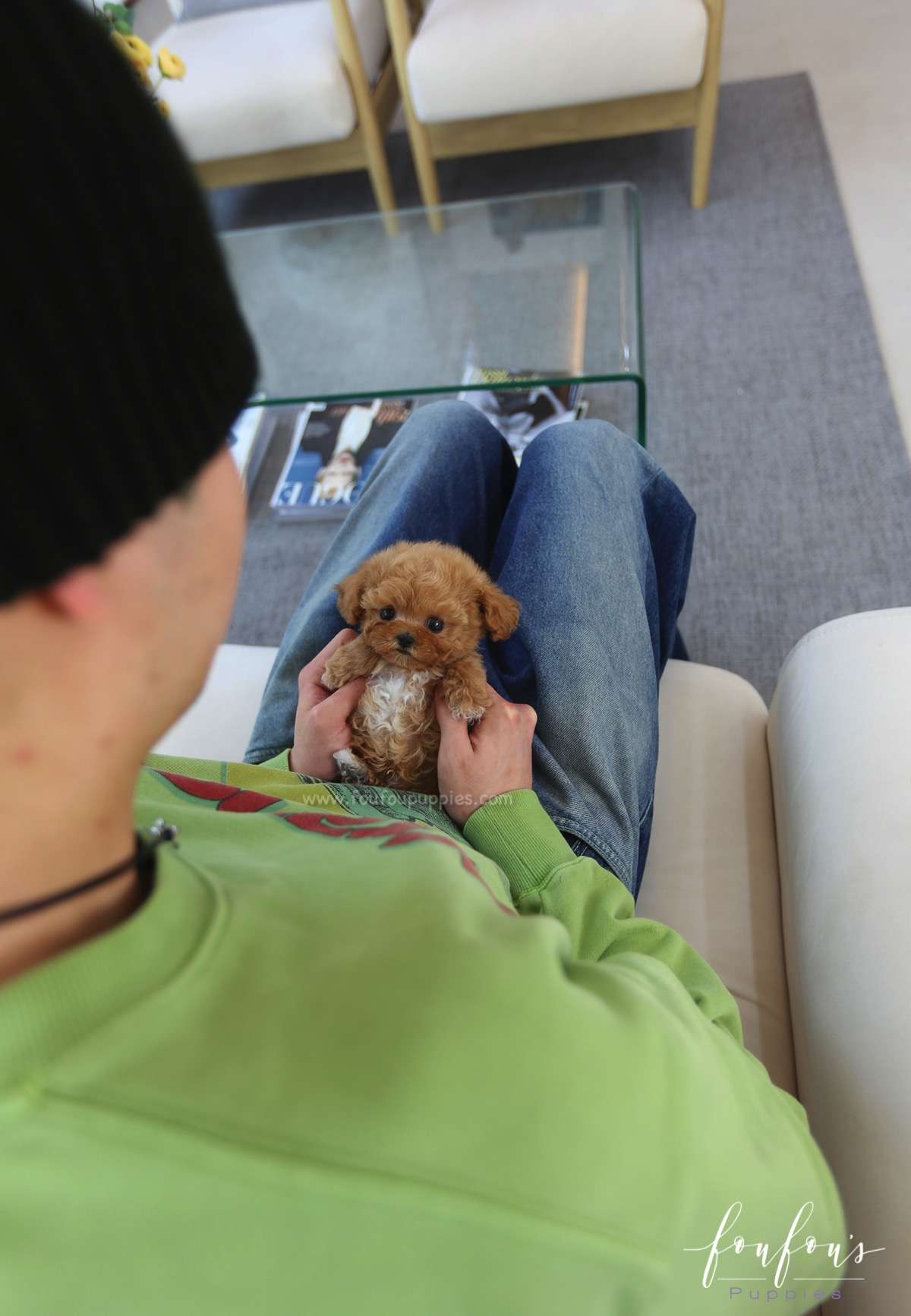 Arthur - Poodle M.