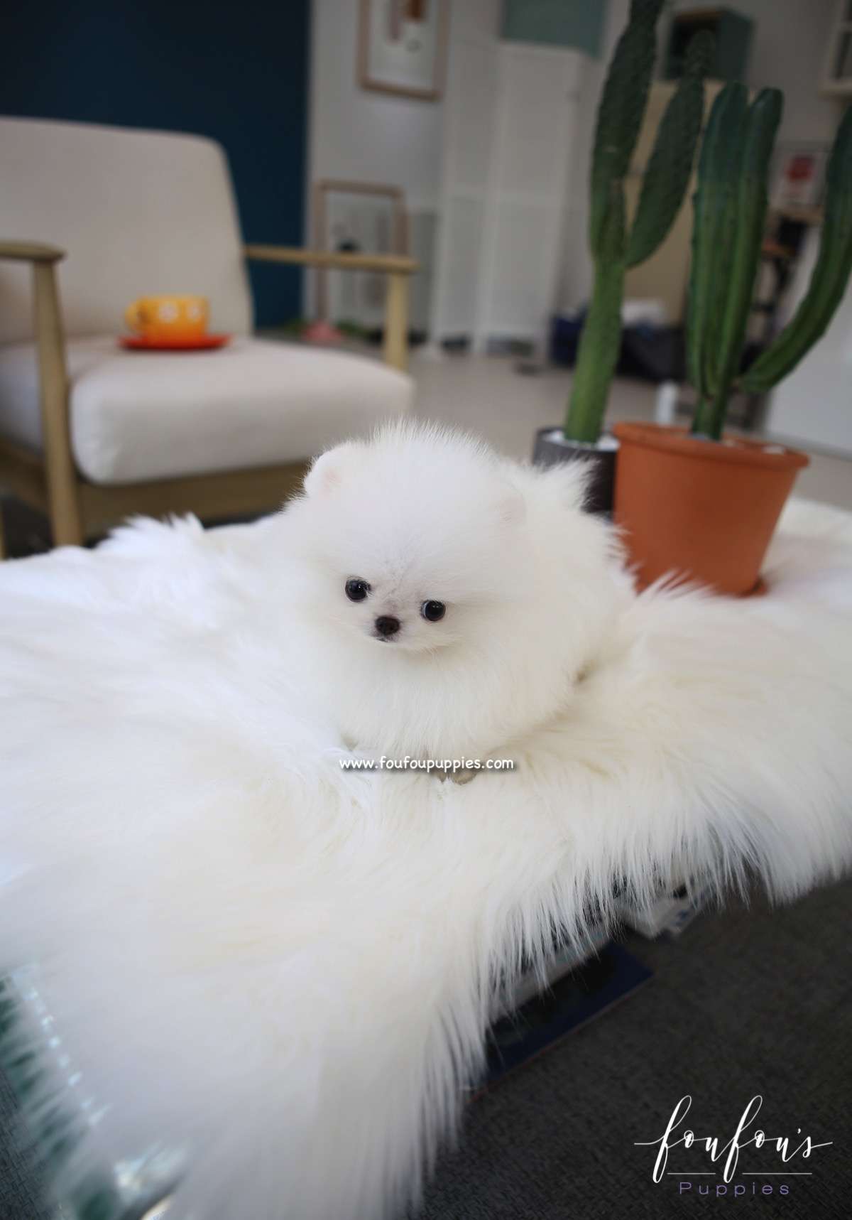 Duke - Pom M.