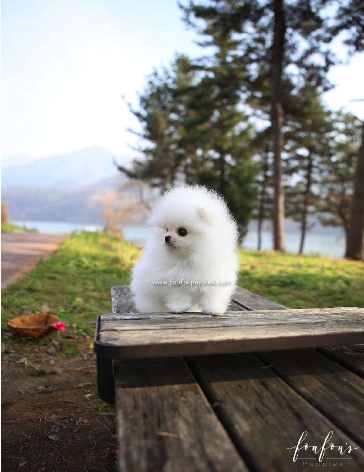 Regis - Pomeranian M.