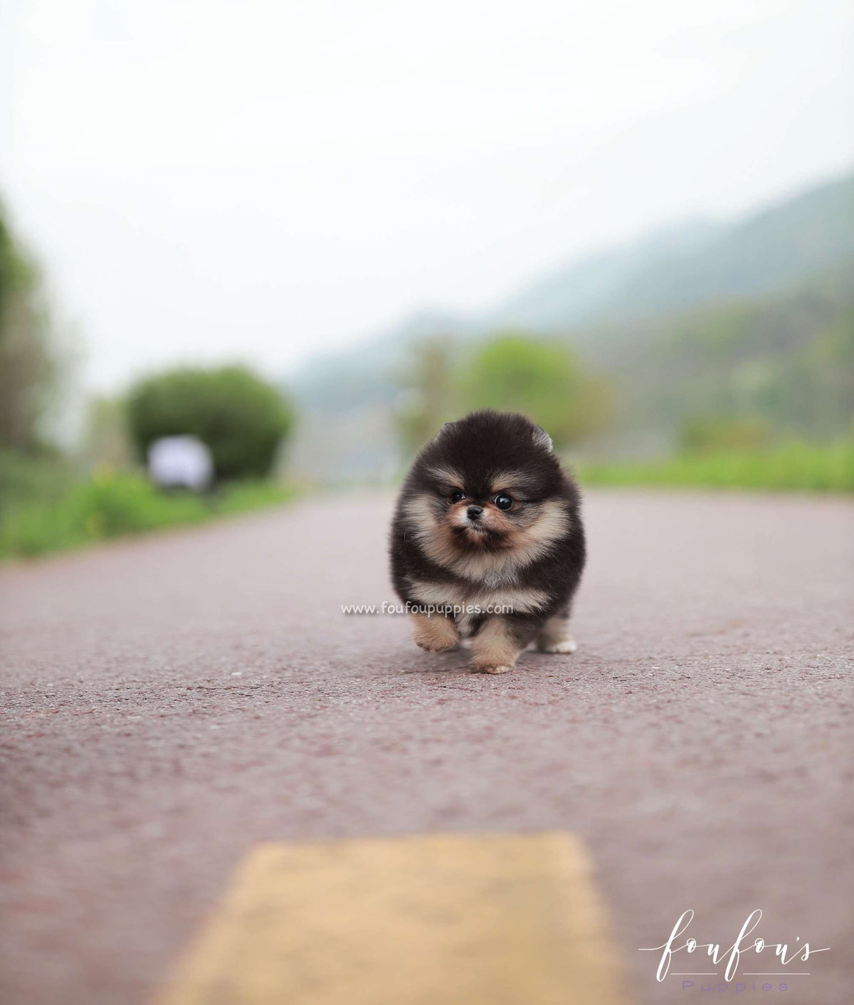 Aurora - Pomeranian F.