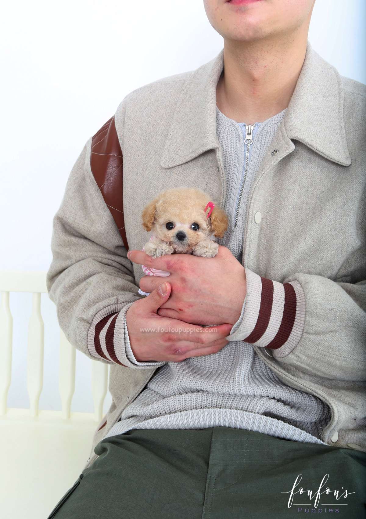 Dolce - Maltipoo F.