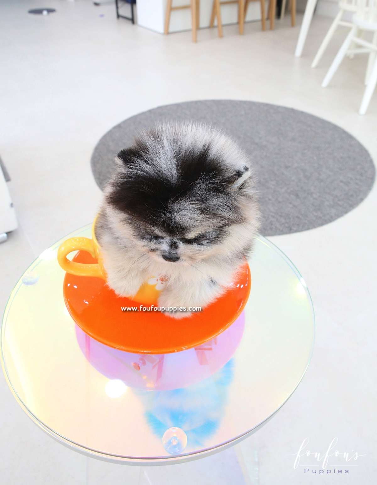 Mavi - Pomeranian M.