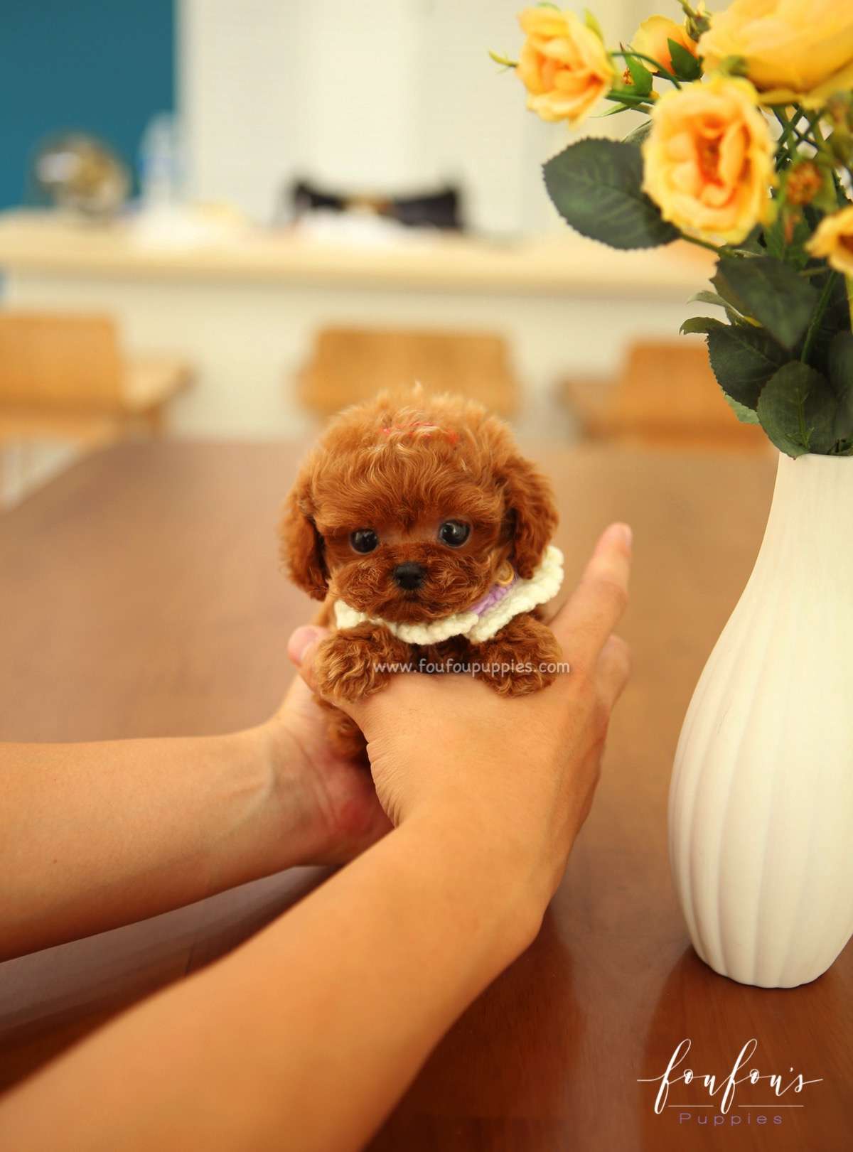 Aston - Poodle M.