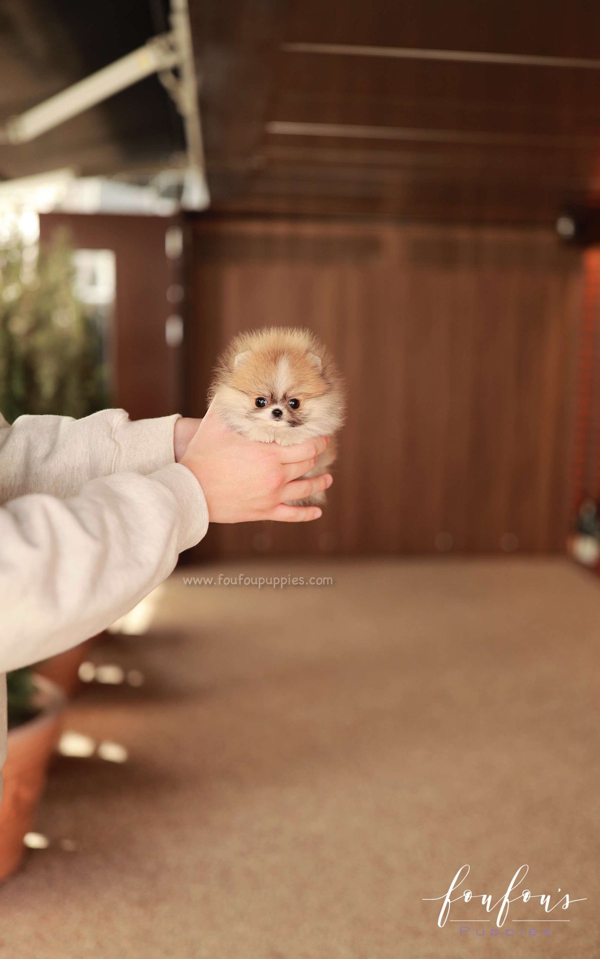 Honey - Pomeranian F.