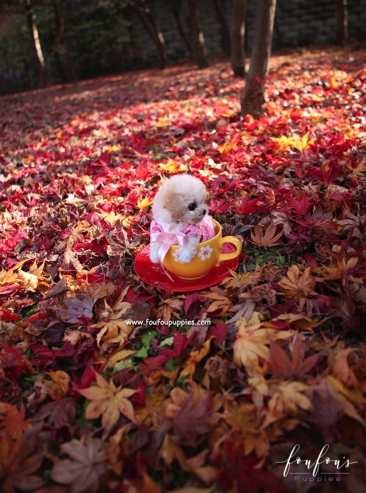 Kirby - Poodle M.