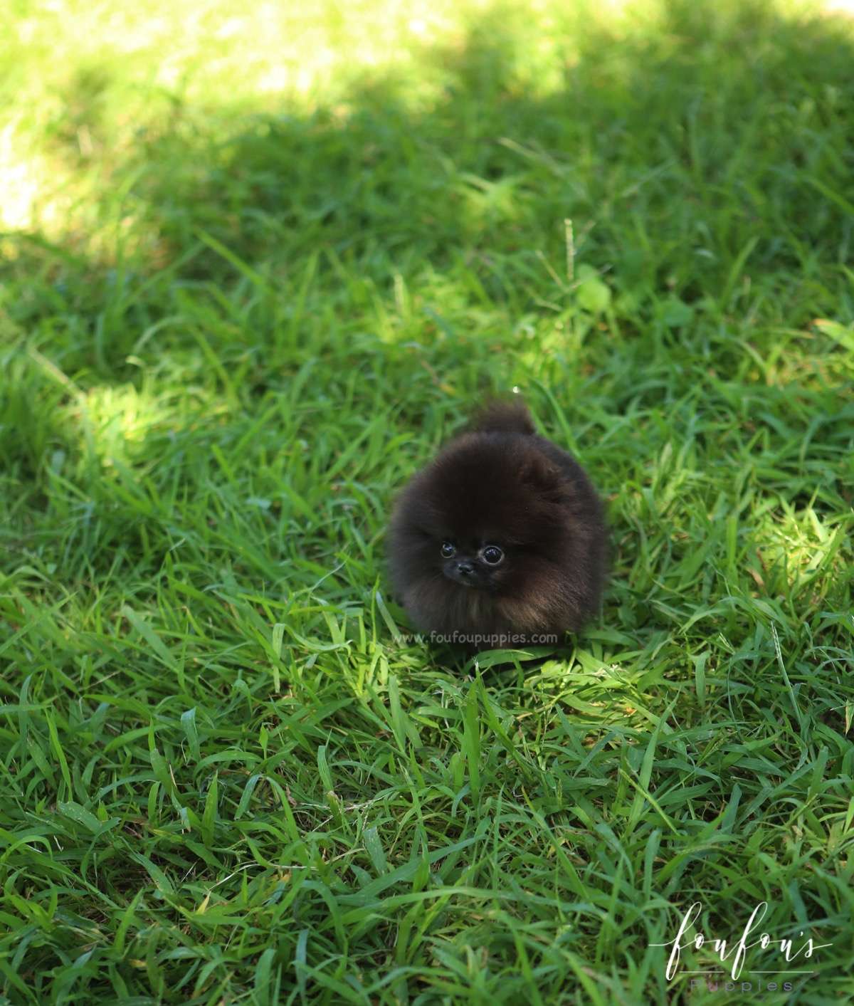 Melrose - Pomeranian F.