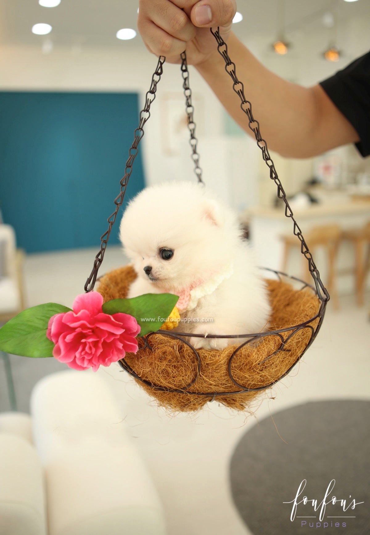 BooBoo - Pomeranian M.