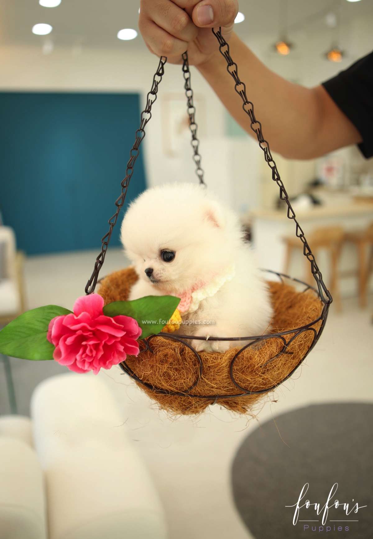 BooBoo - Pomeranian M.