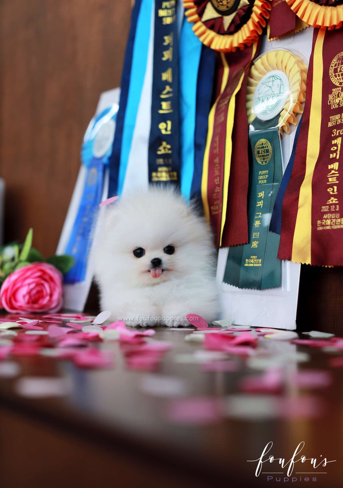 Titan - Pomeranian M.