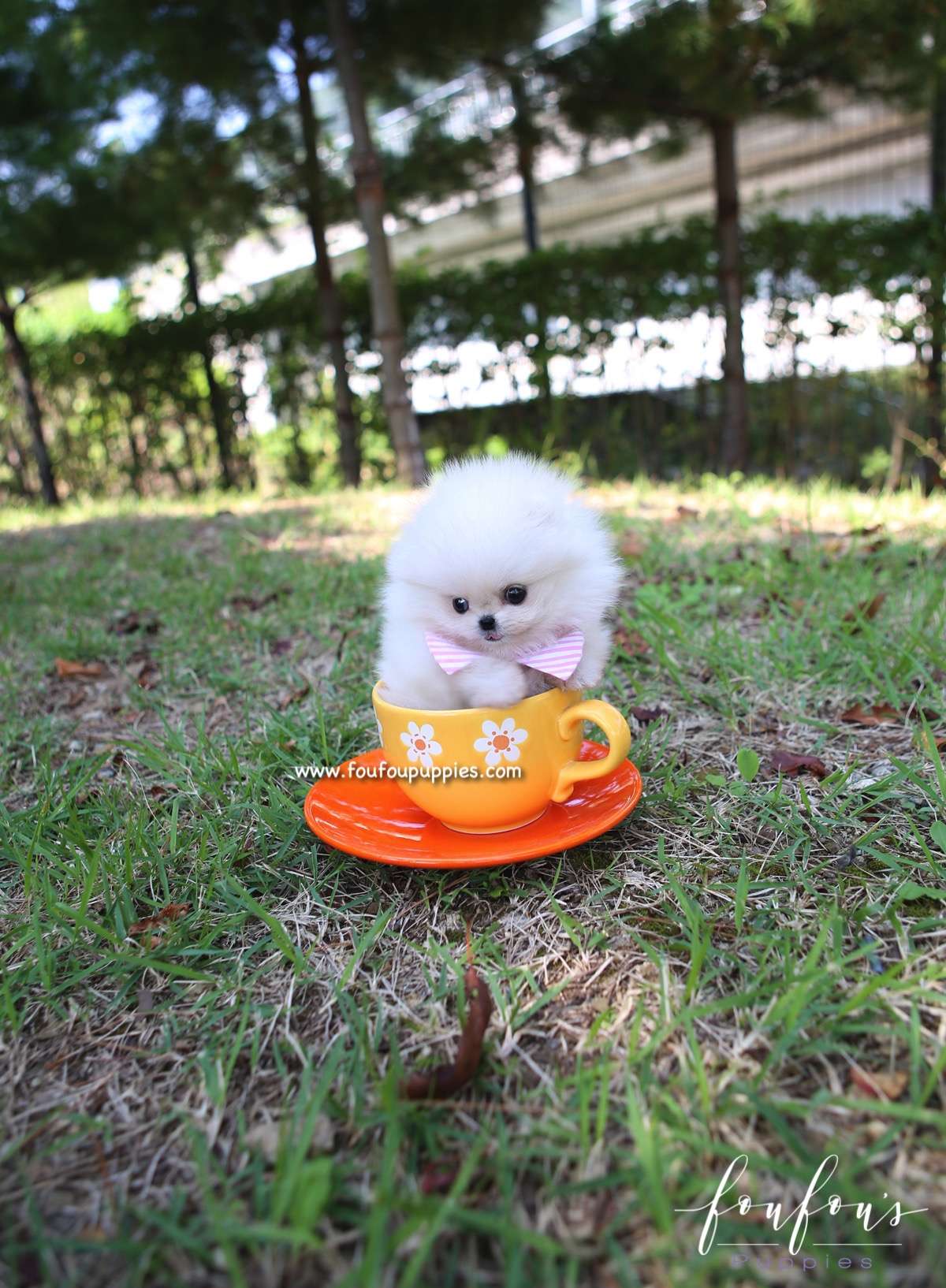 Zaya - Pomeranian F.