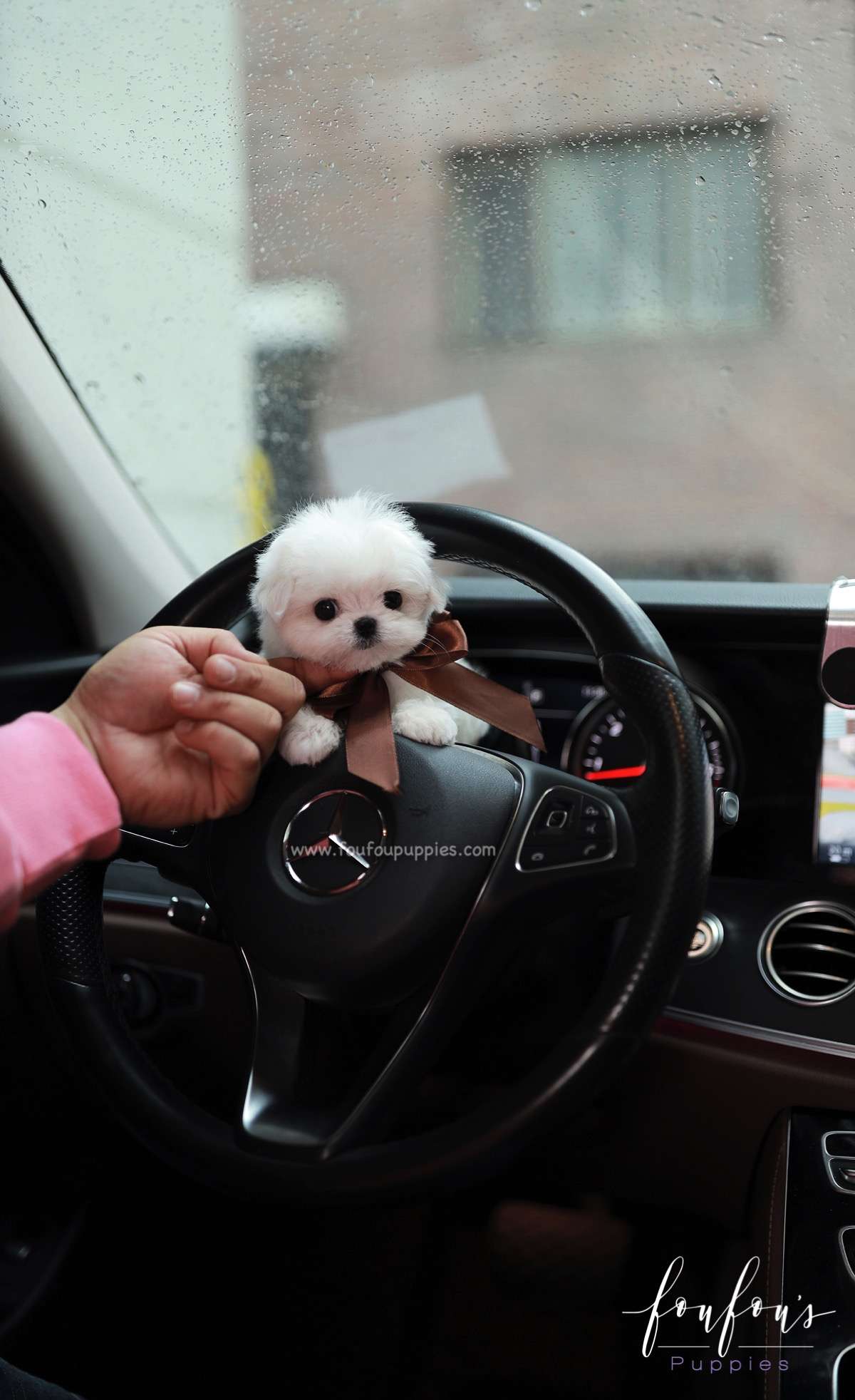 Kenji - Maltese M.