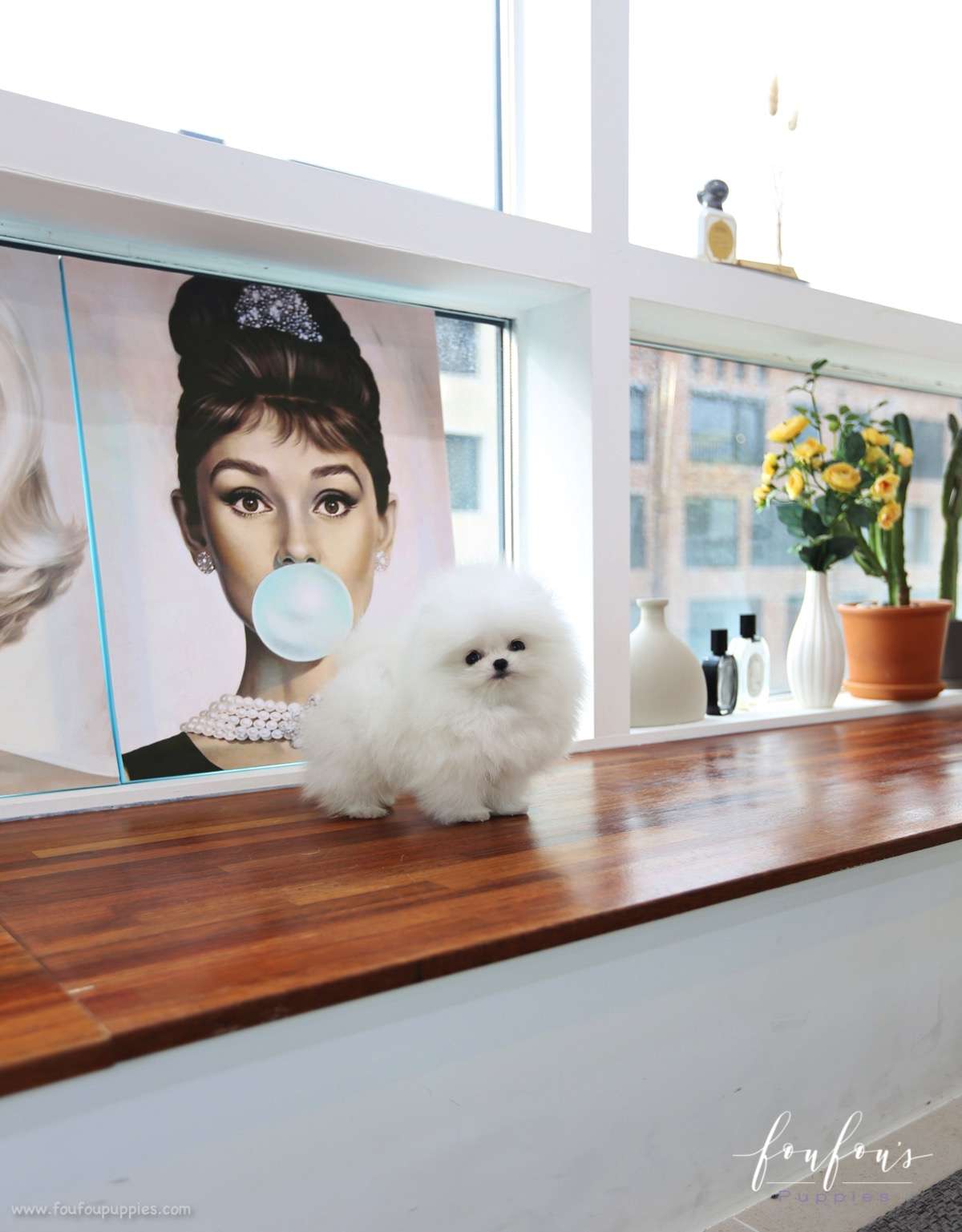 Toby - Pomeranian M.