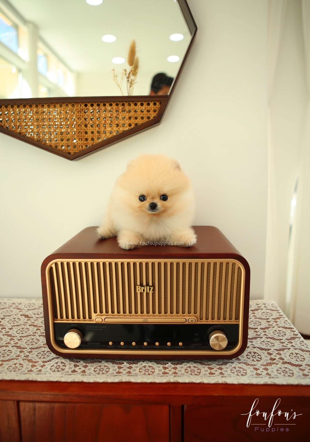 Capone - Pomeranian M.