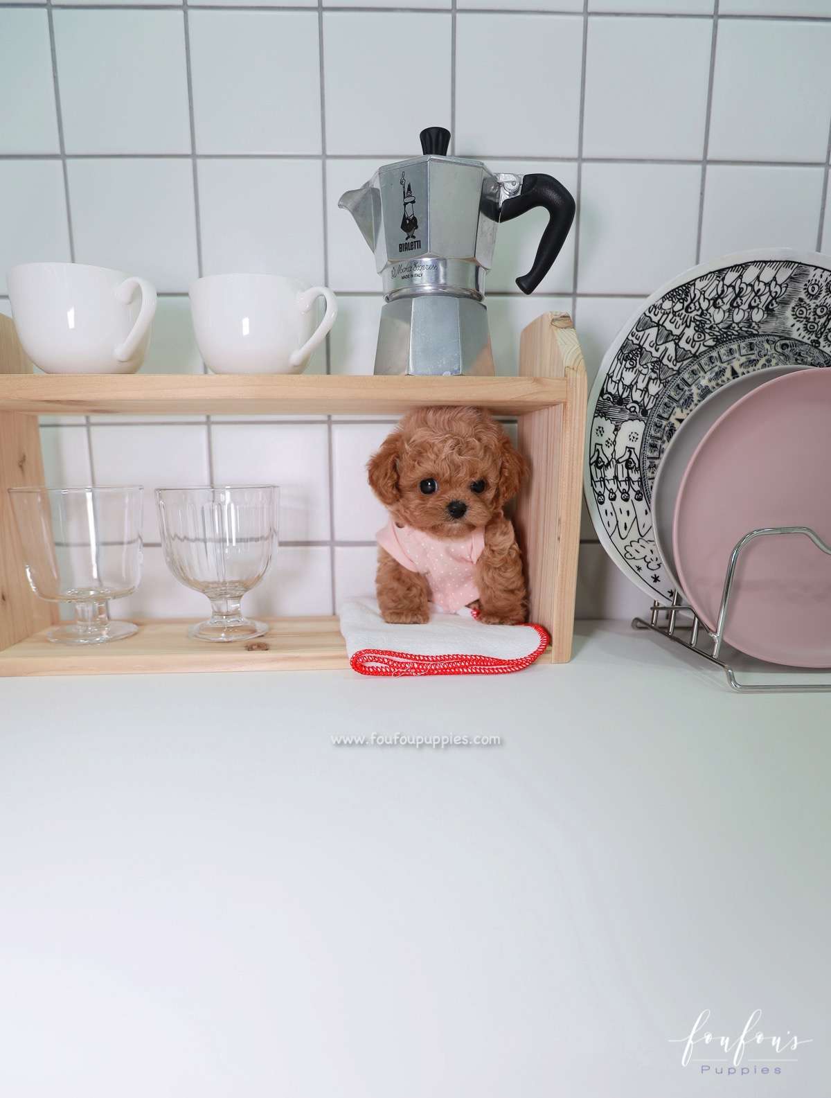 Muffin - Maltipoo M.