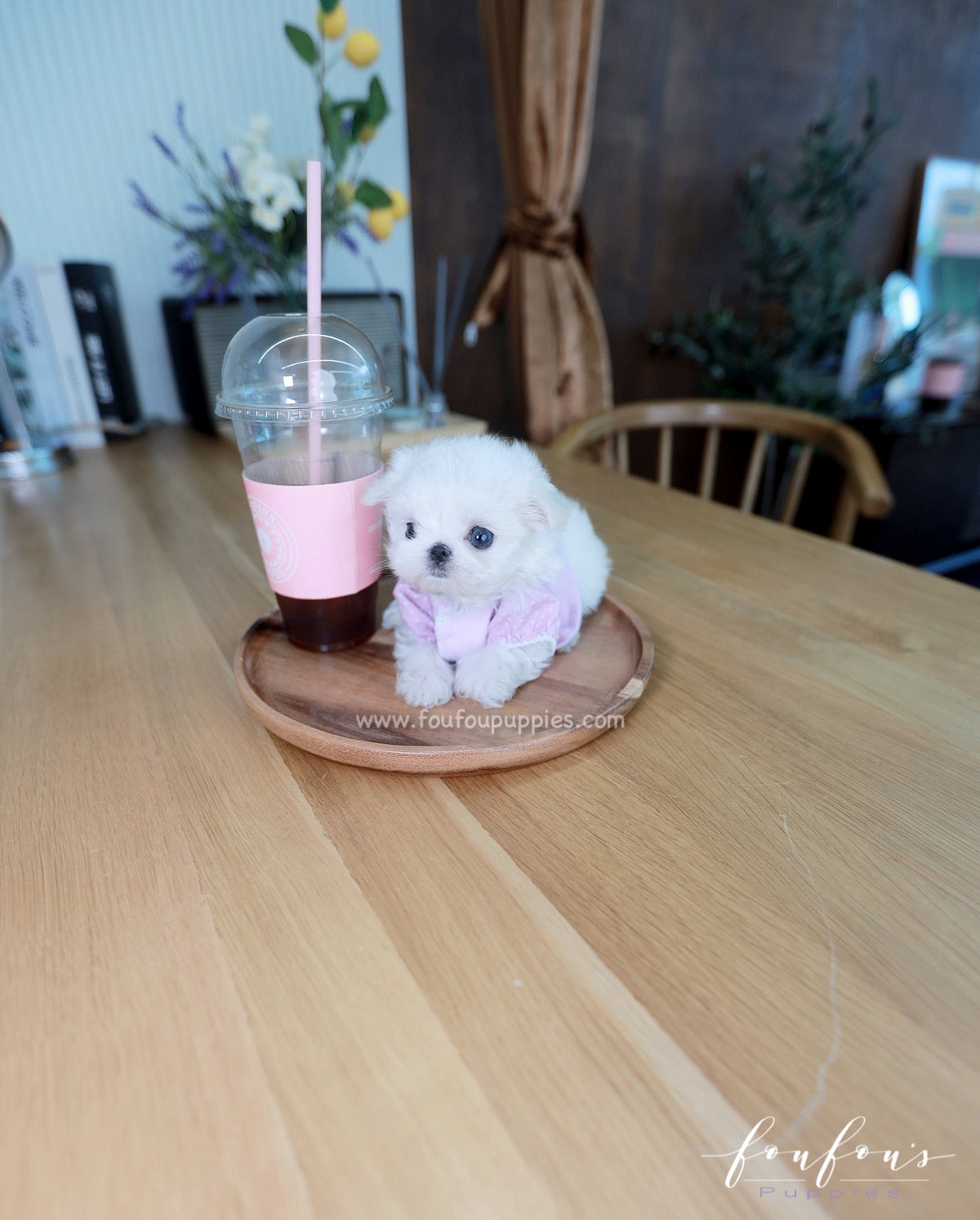 Mila - Maltese F.