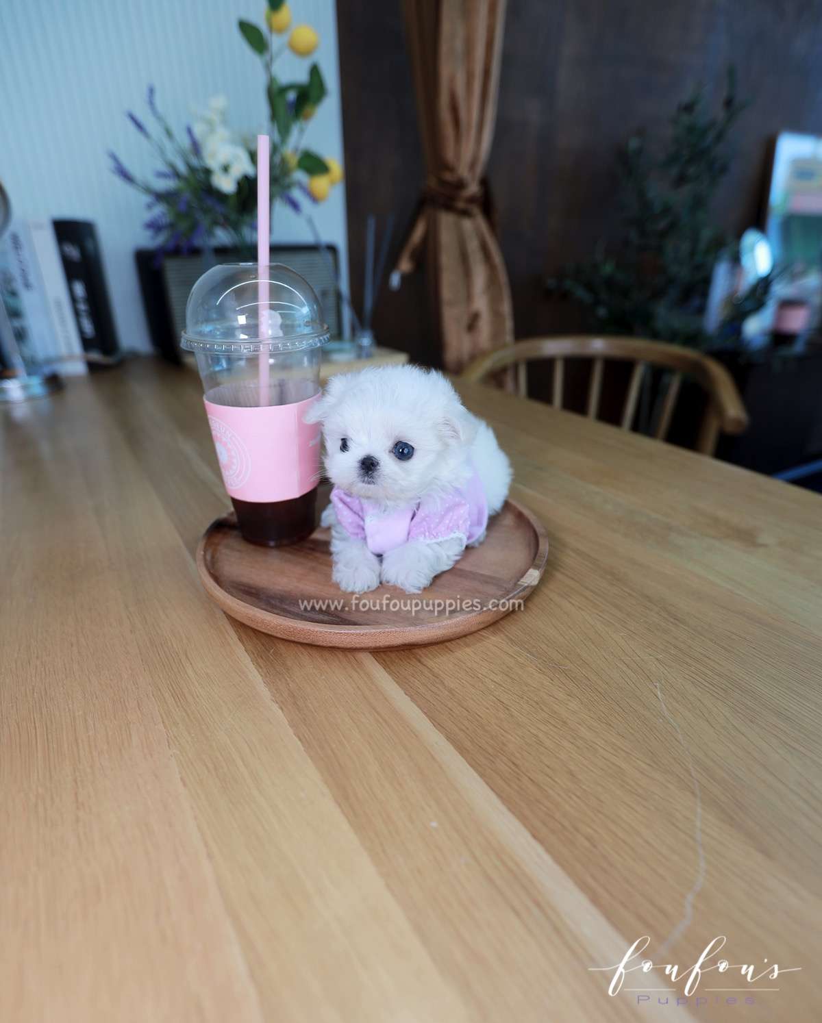 Mila - Maltese F.