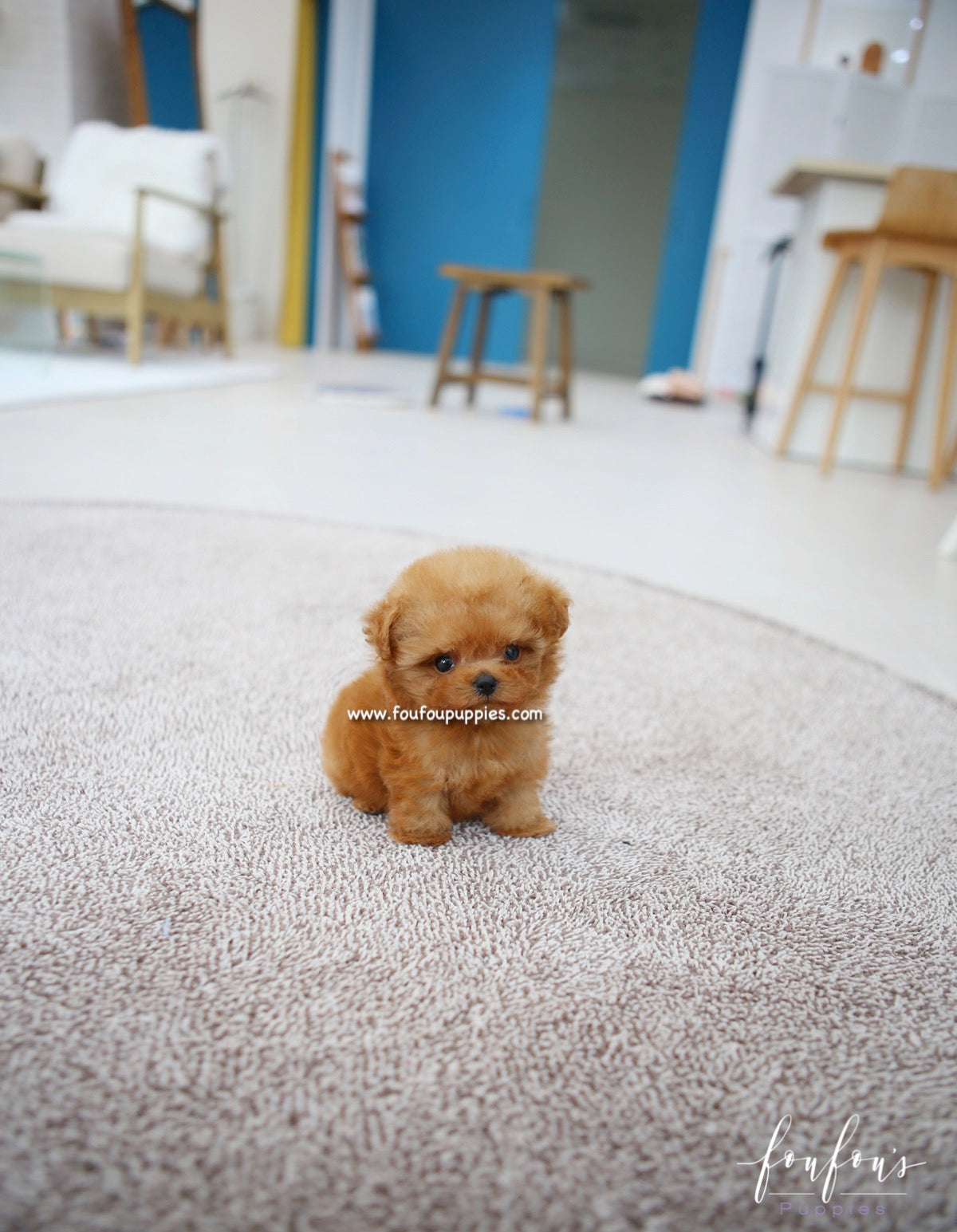 Chloé - Poodle F.