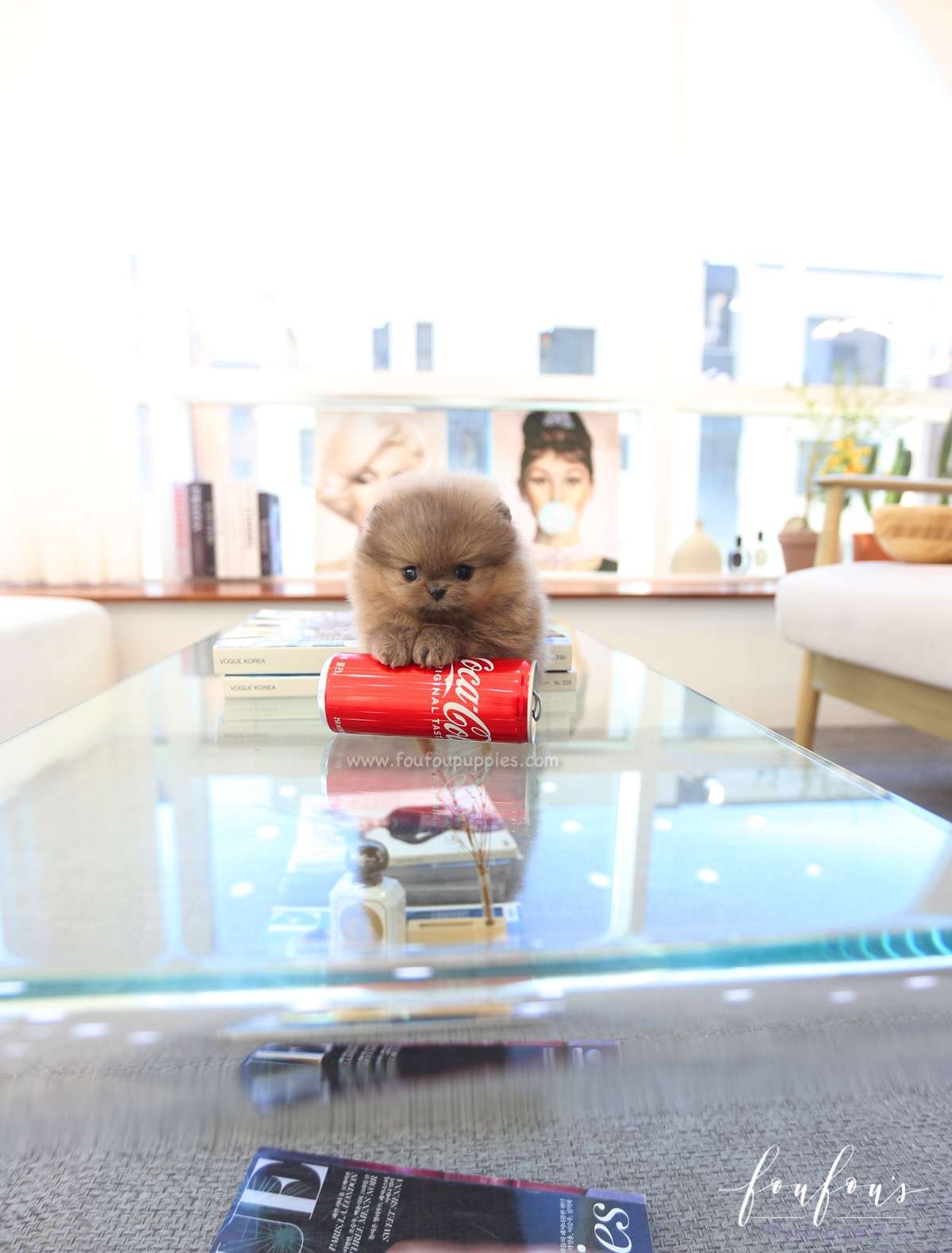 Butterball - Pomeranian M.