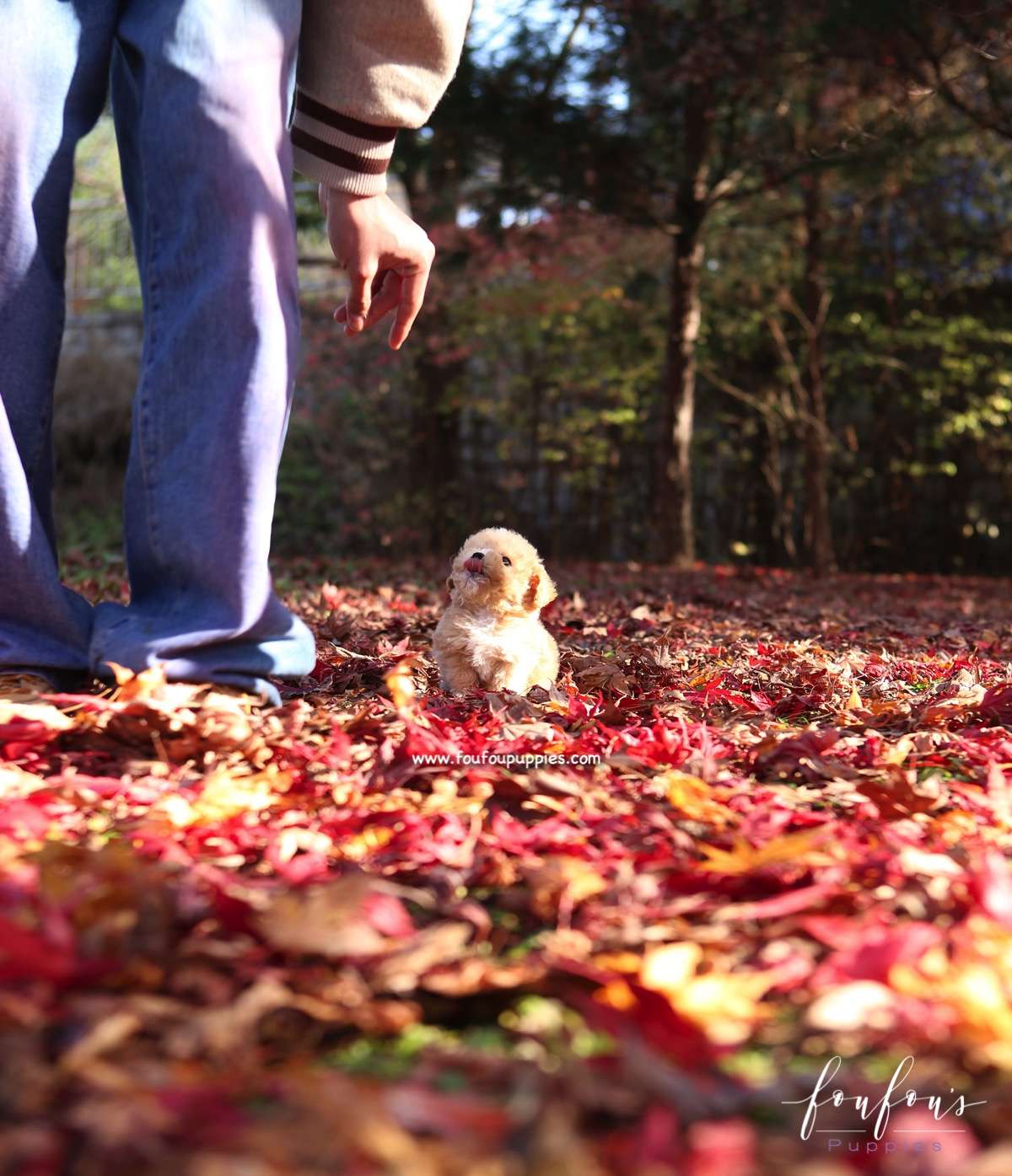 Peanut - Maltipoo M.