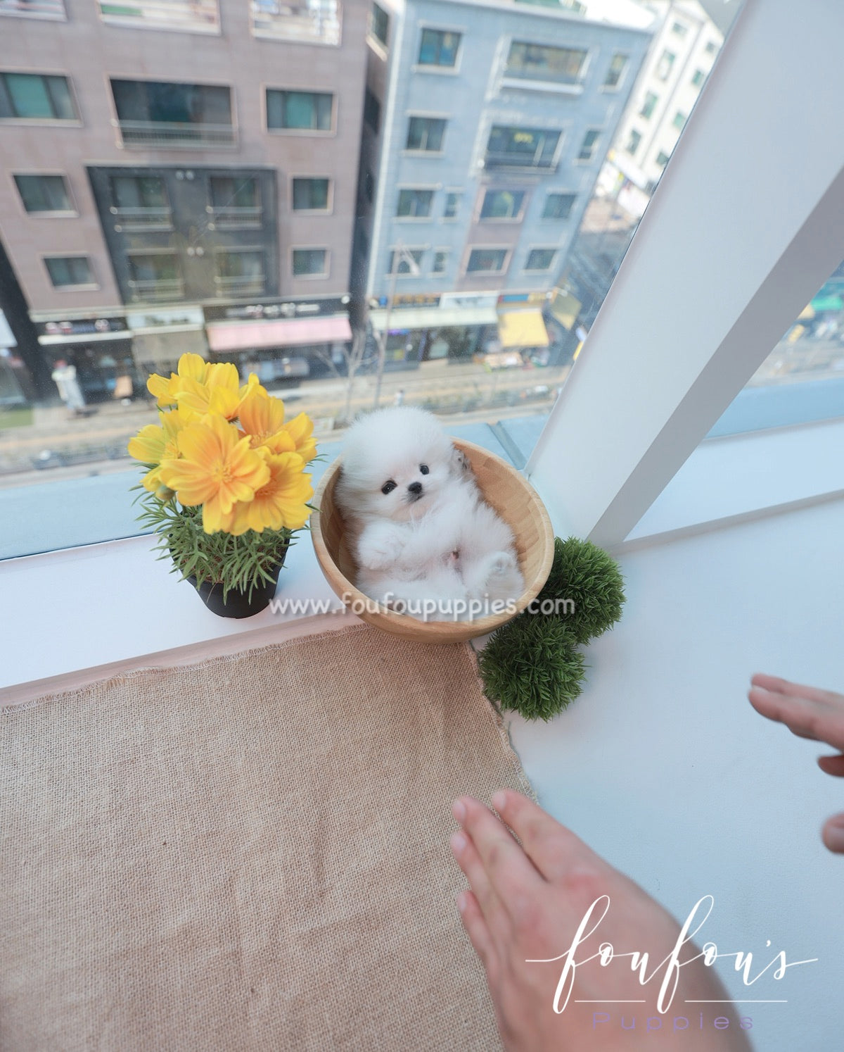 Loki - Pomeranian M.