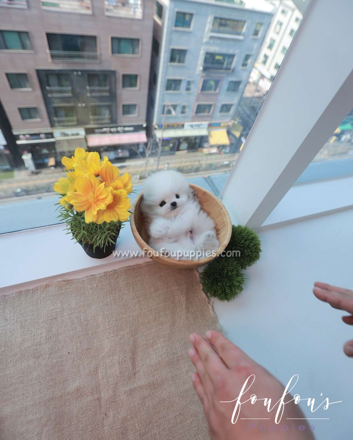 Loki - Pomeranian M.