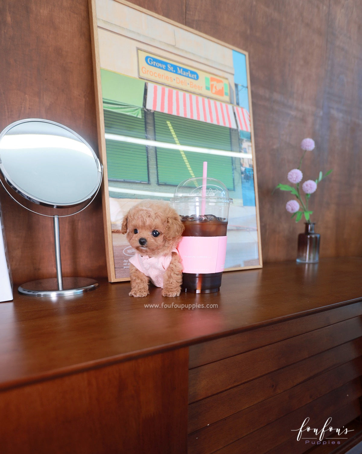 Muffin - Maltipoo M.