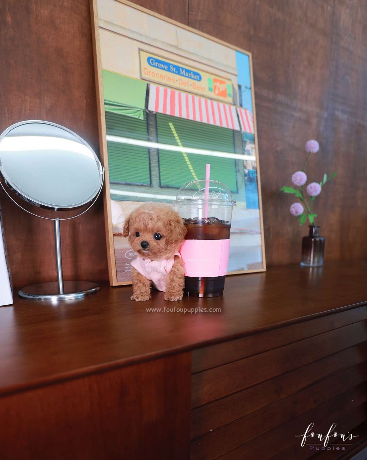 Muffin - Maltipoo M.