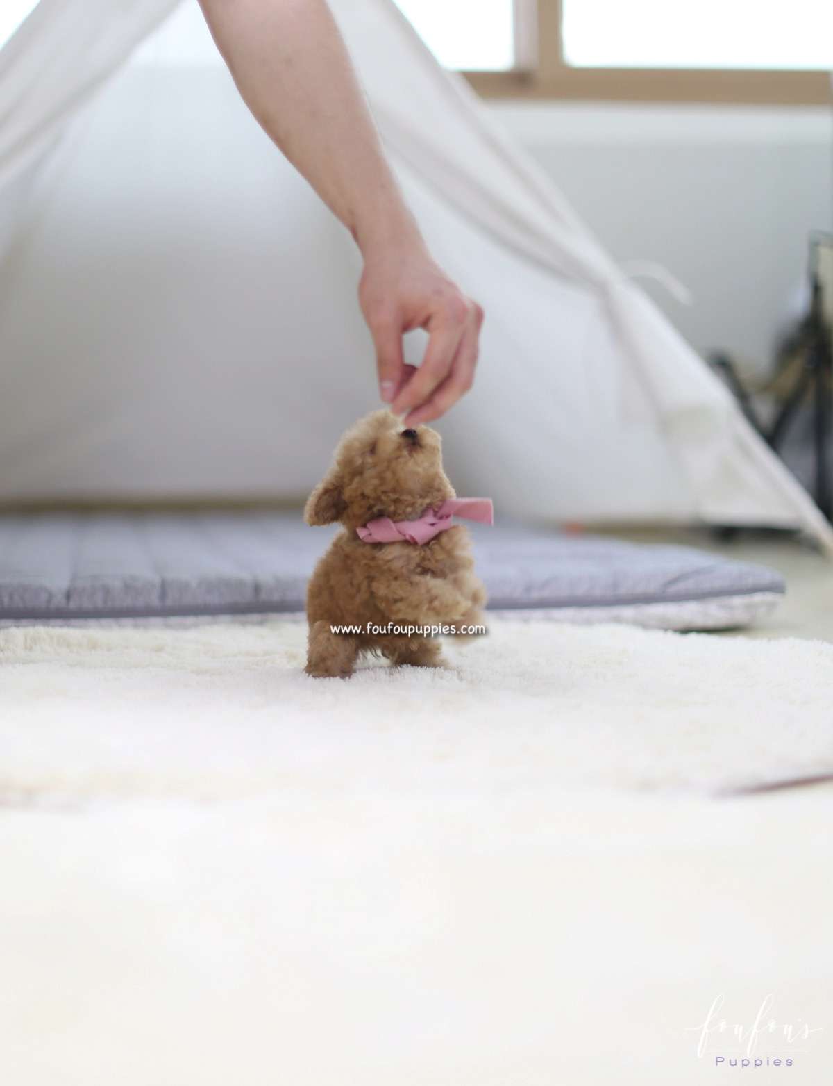 Tiamo - Poodle M.
