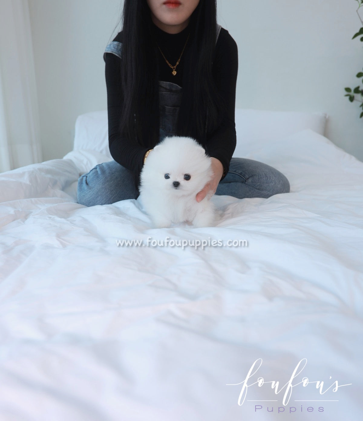 Loki - Pomeranian M.