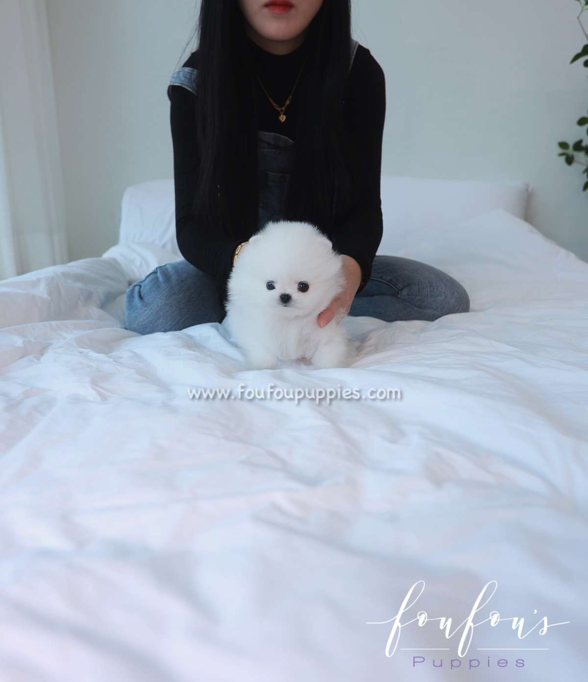 Loki - Pomeranian M.
