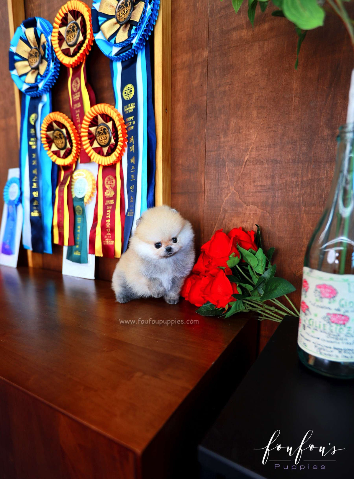 Valencia - Pomeranian F.