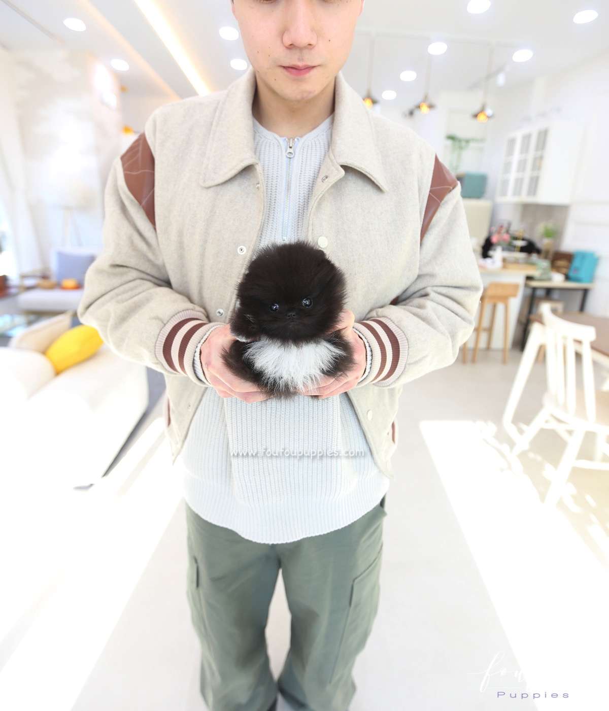 Coralie - Pomeranian F.
