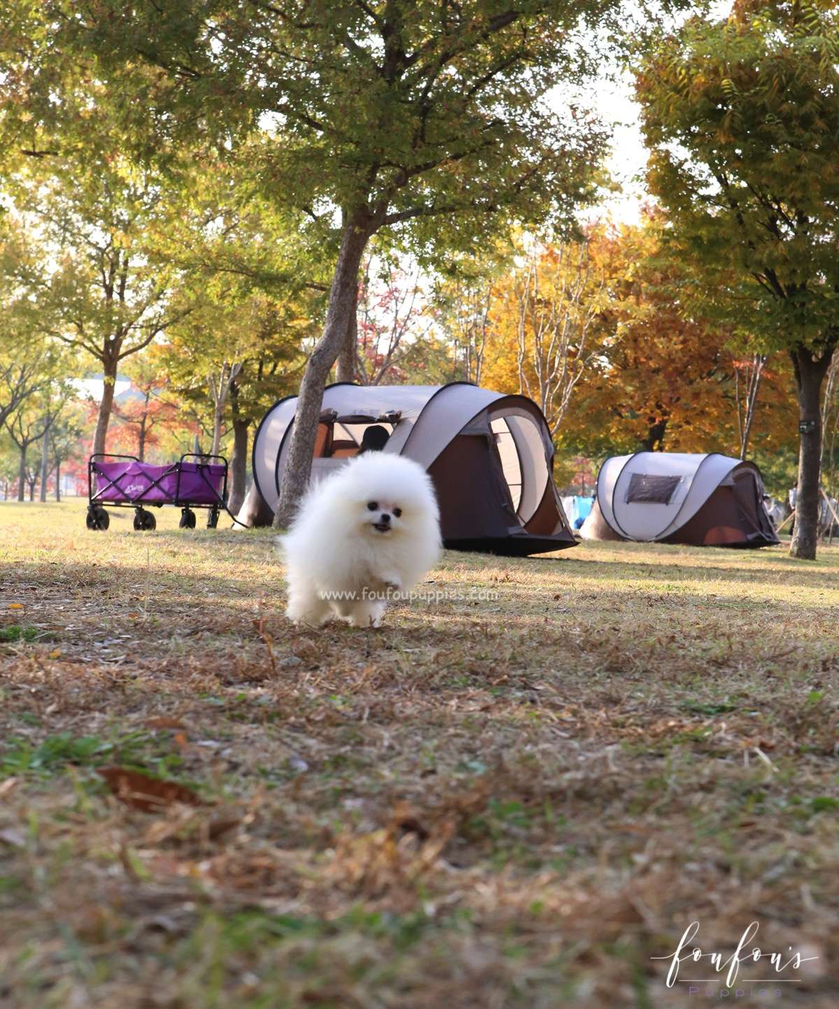 Miro - Pomeranian M.