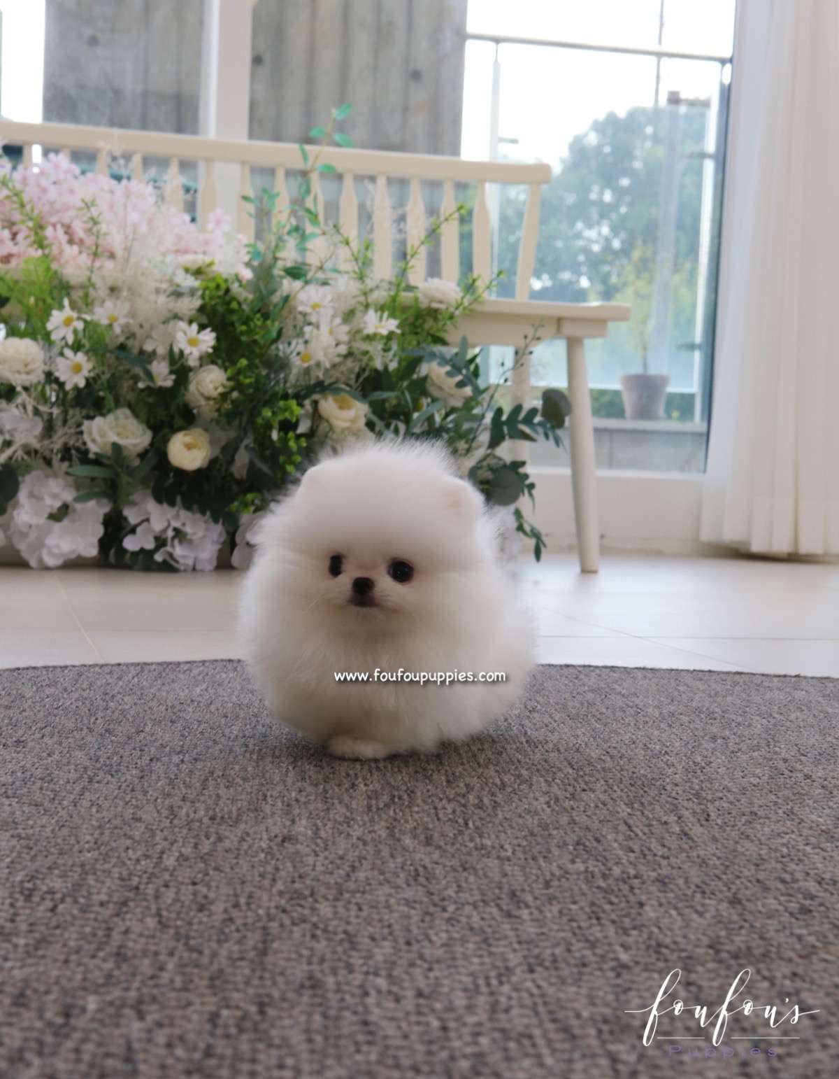 Duke - Pom M.