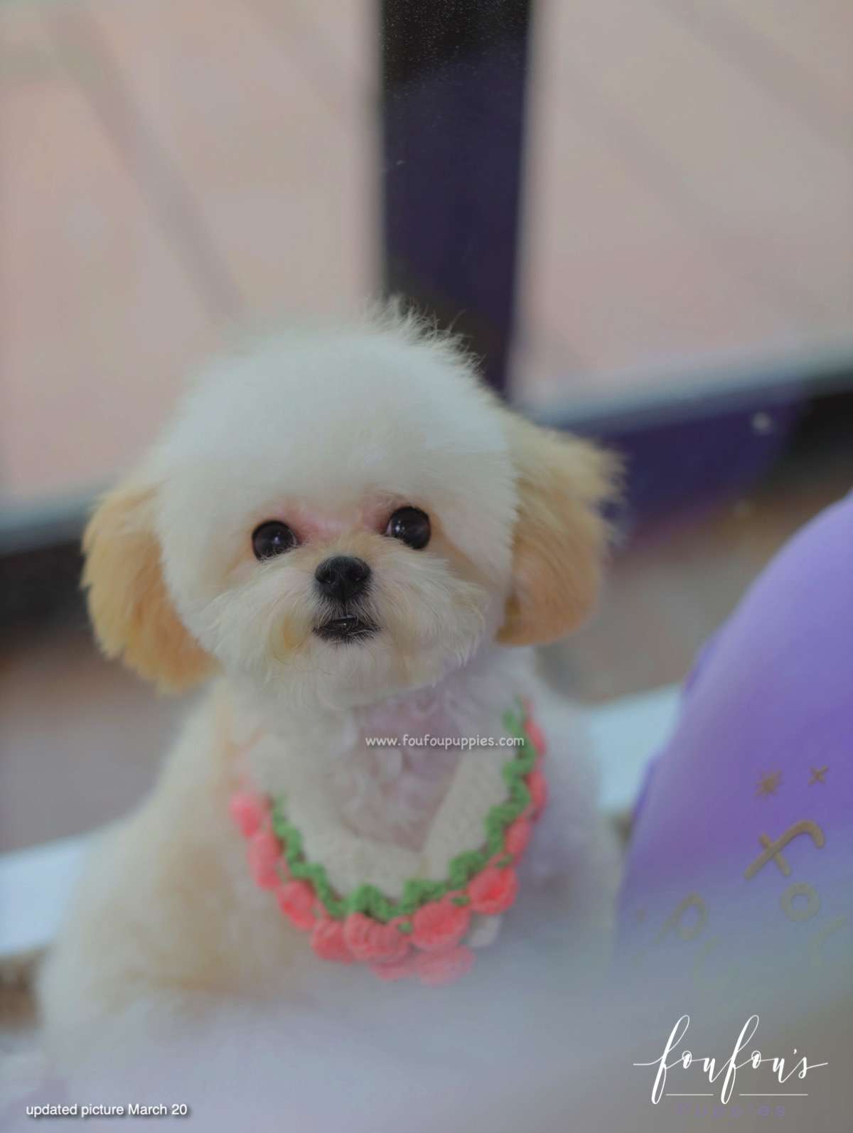 Kirby - Poodle M.