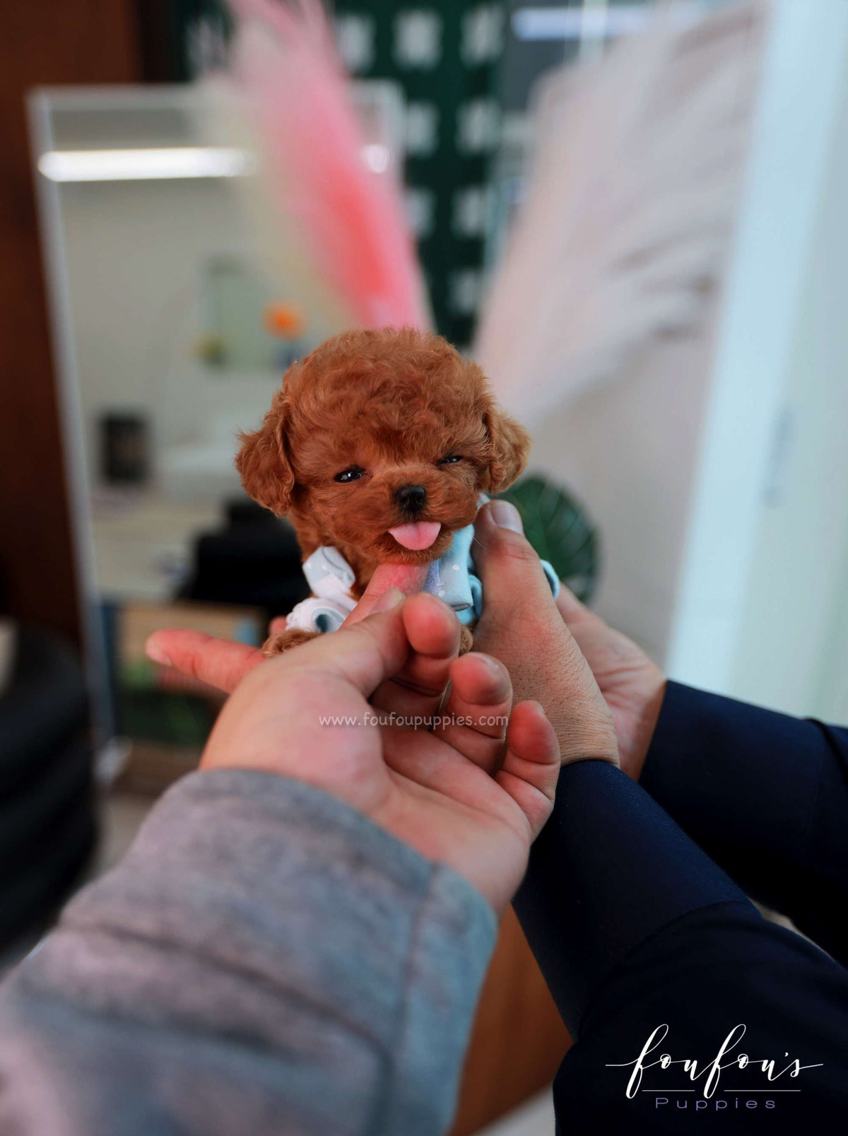 Lucille - Poodle F.