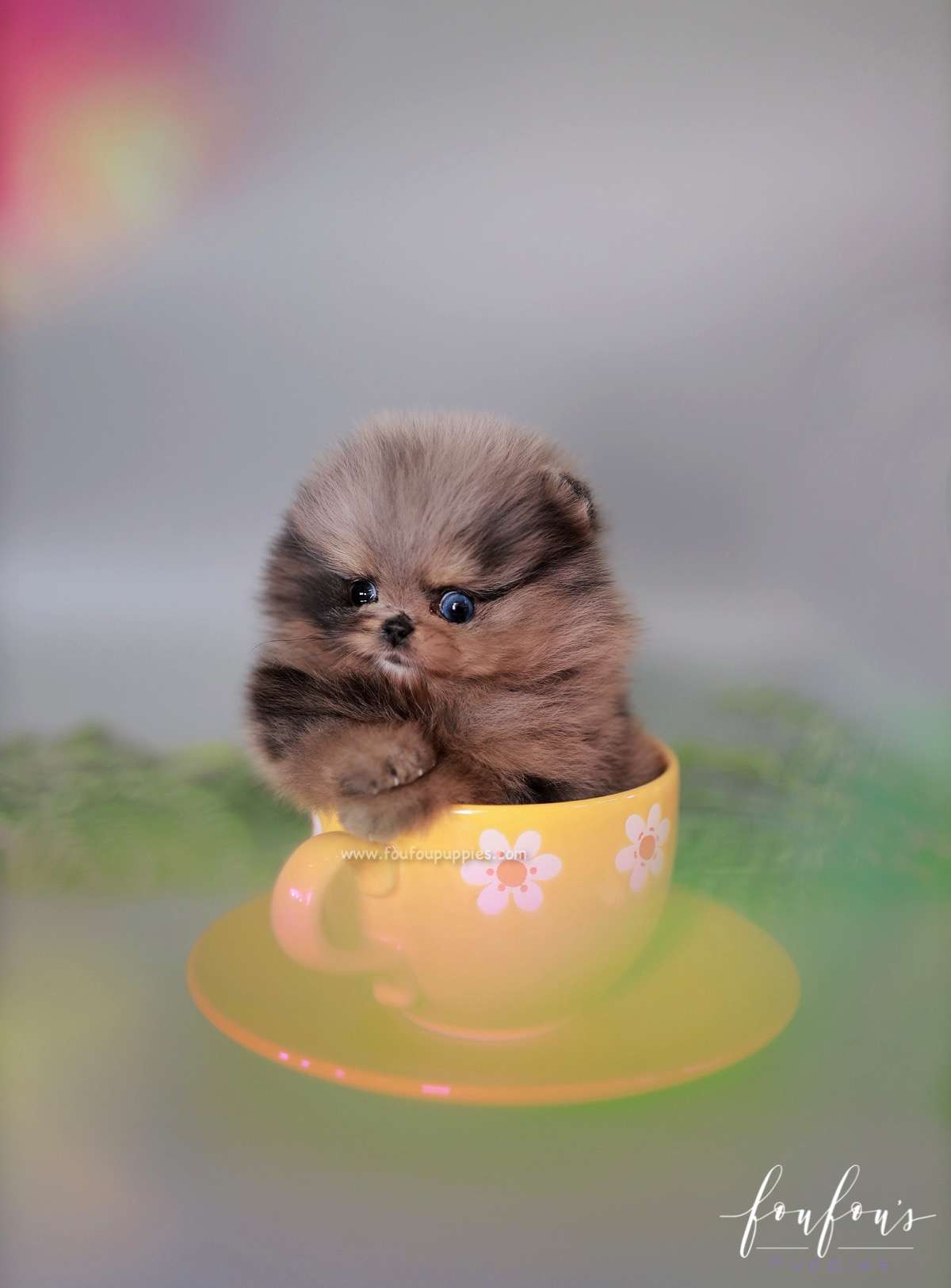 Nebula - Pomeranian F.