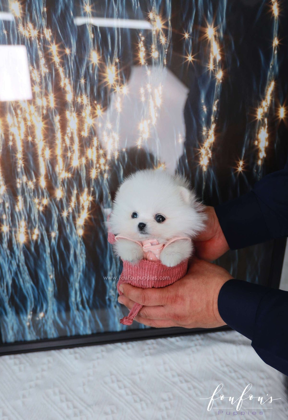 Gigi - Pomeranian F.