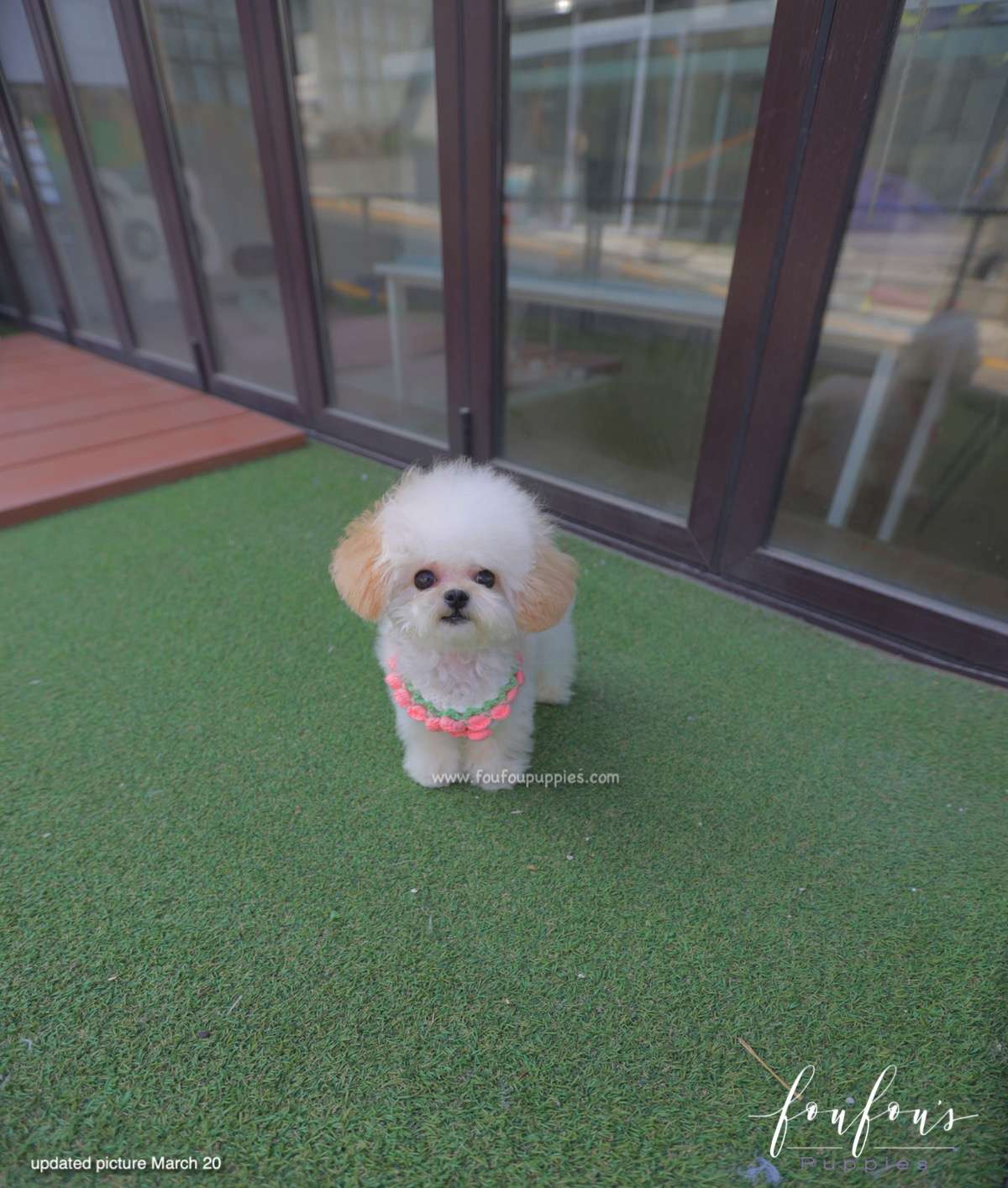 Kirby - Poodle M.