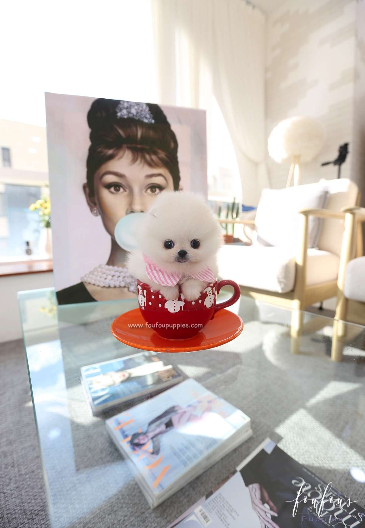 Souflé - Pomeranian F.